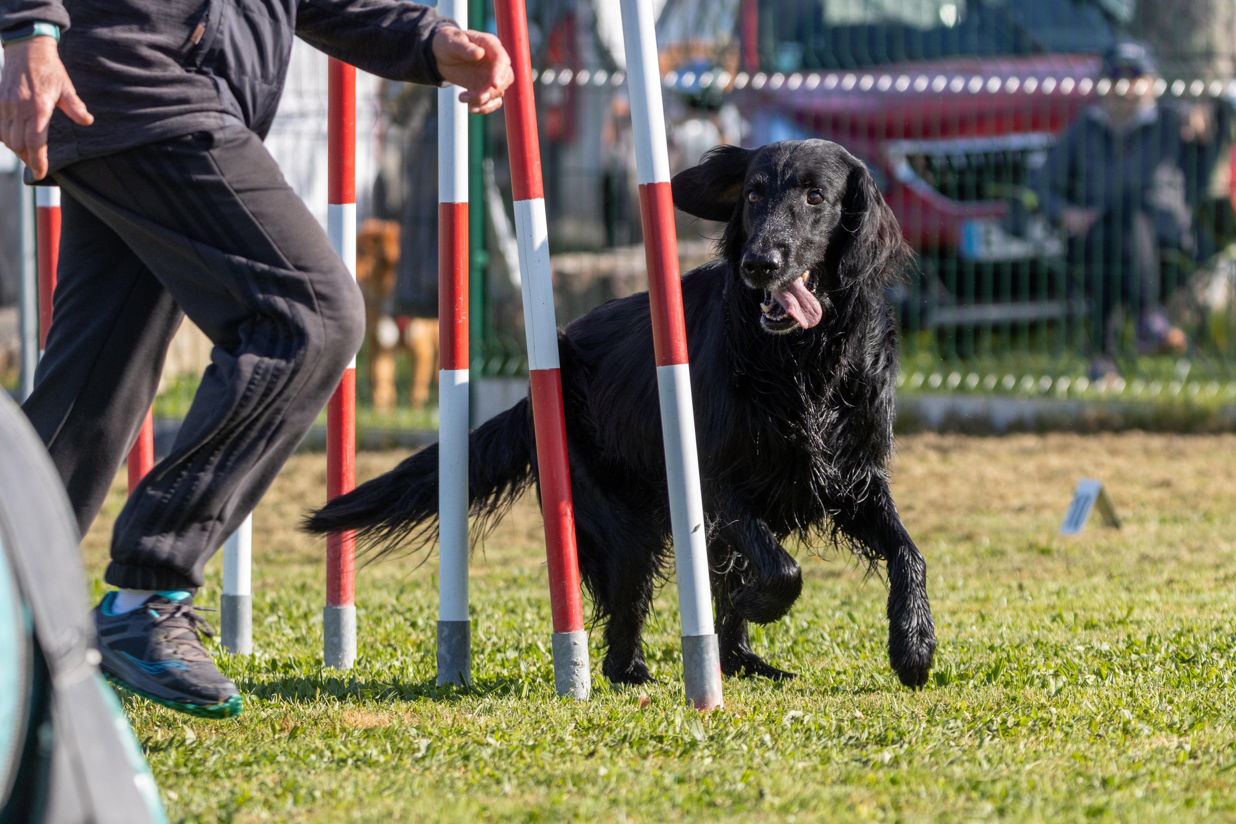 Agility grade 2 etoile 0195