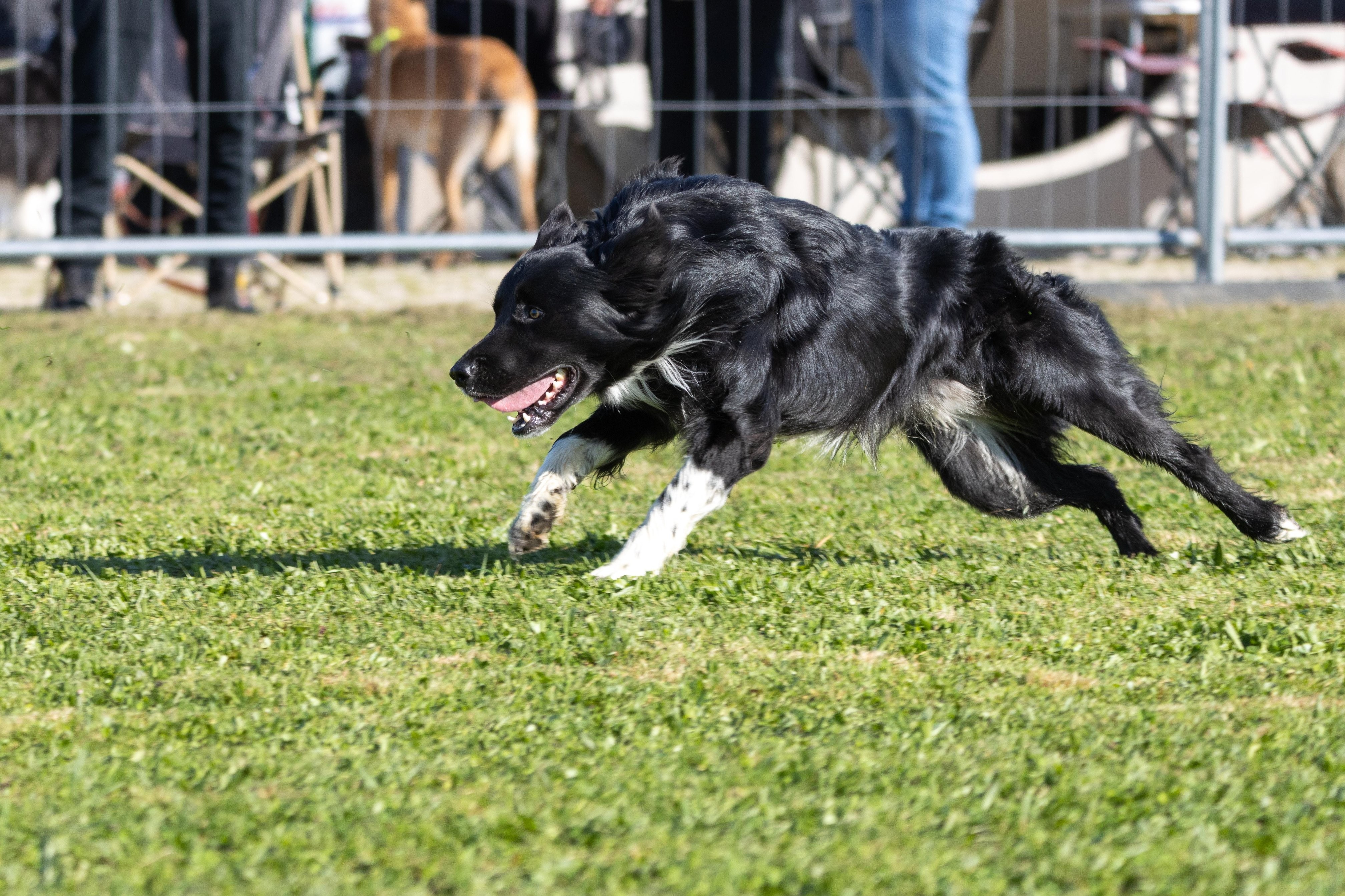 Agility grade 2 etoile 0197