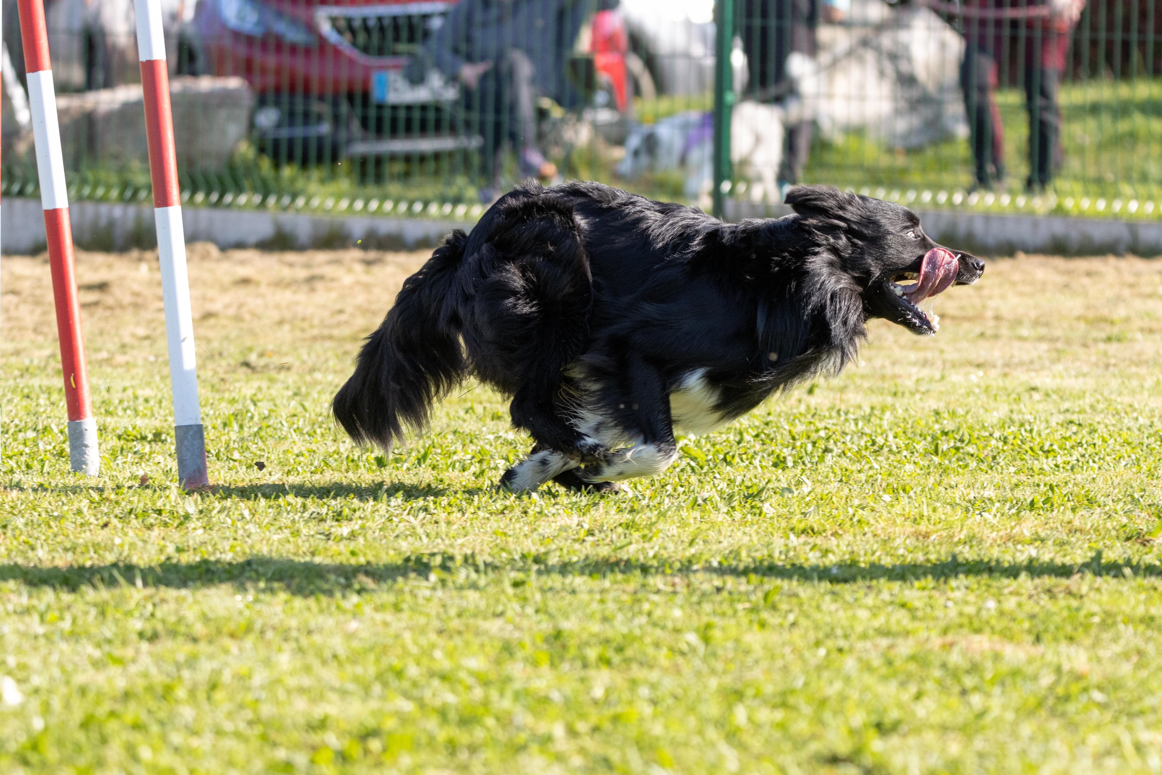 Agility grade 2 etoile 0199