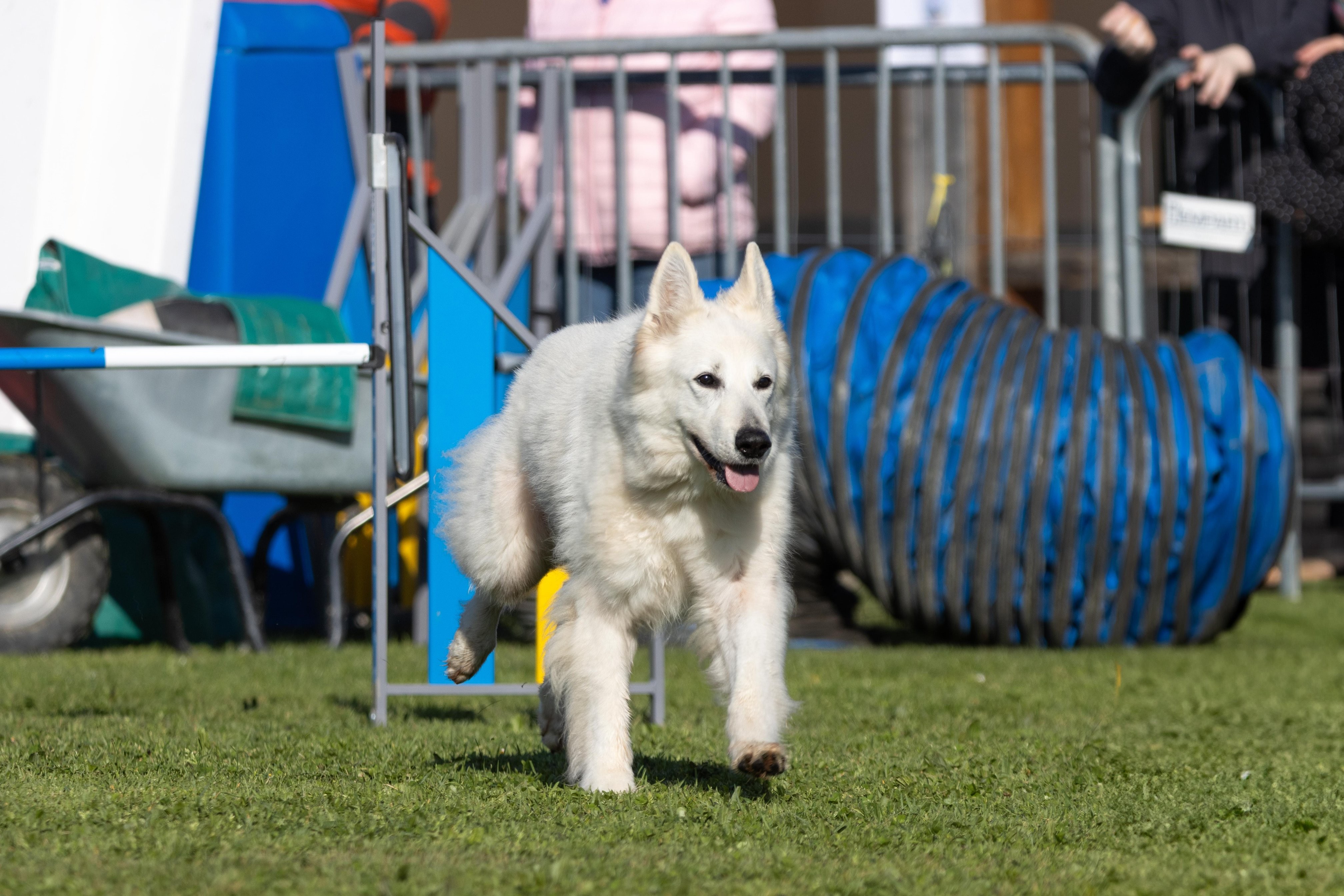 Agility grade 2 etoile 0201