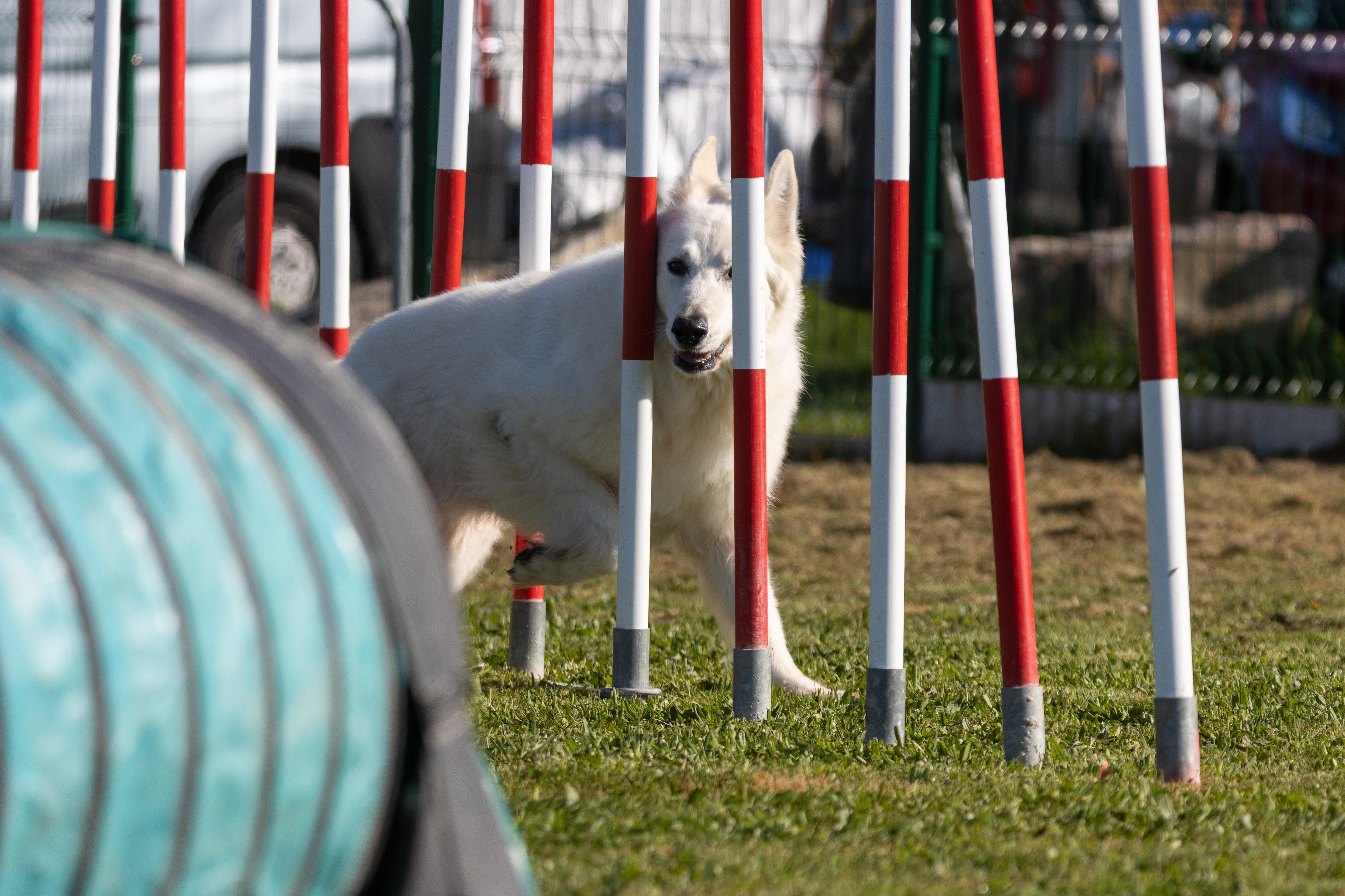 Agility grade 2 etoile 0203