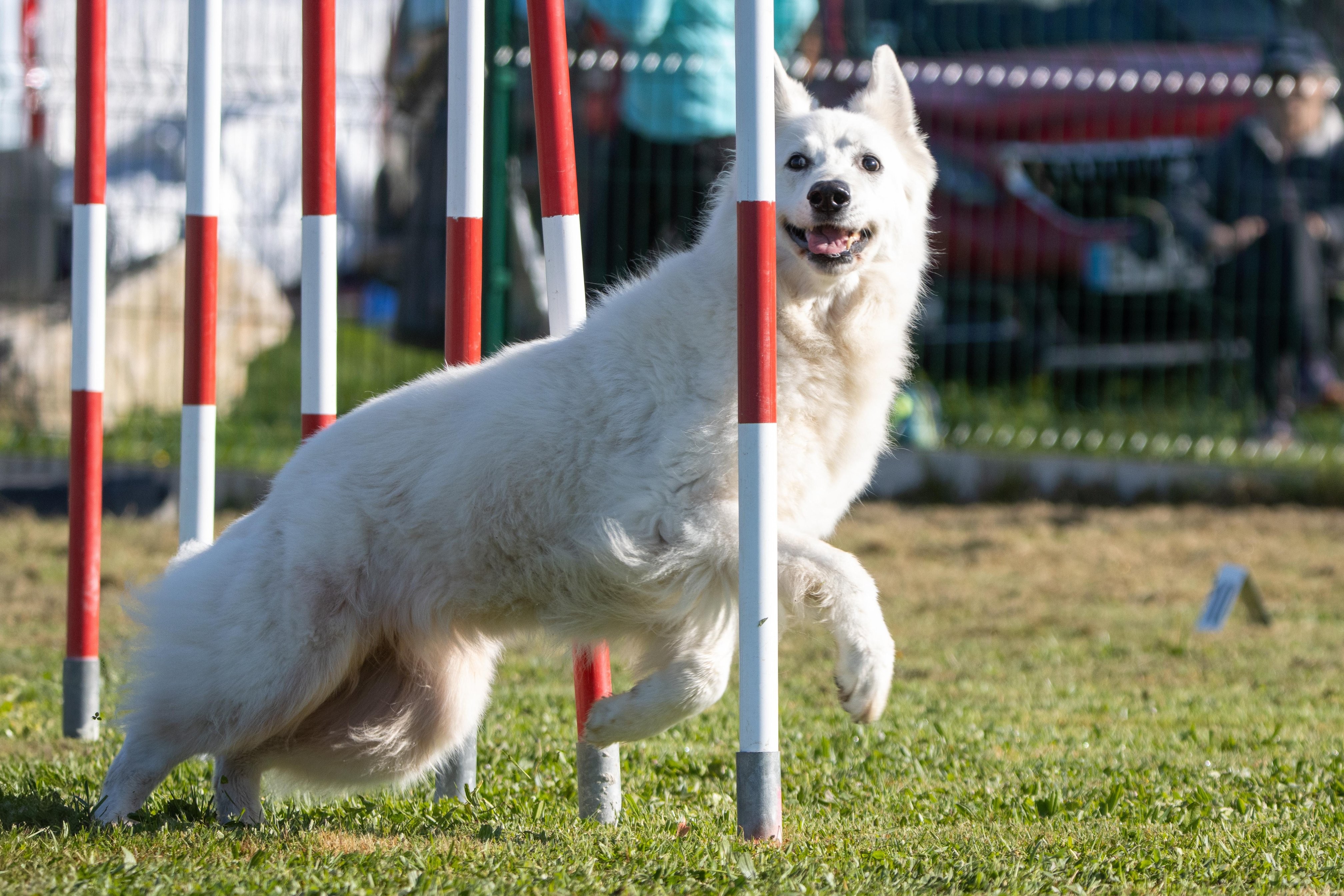 Agility grade 2 etoile 0204