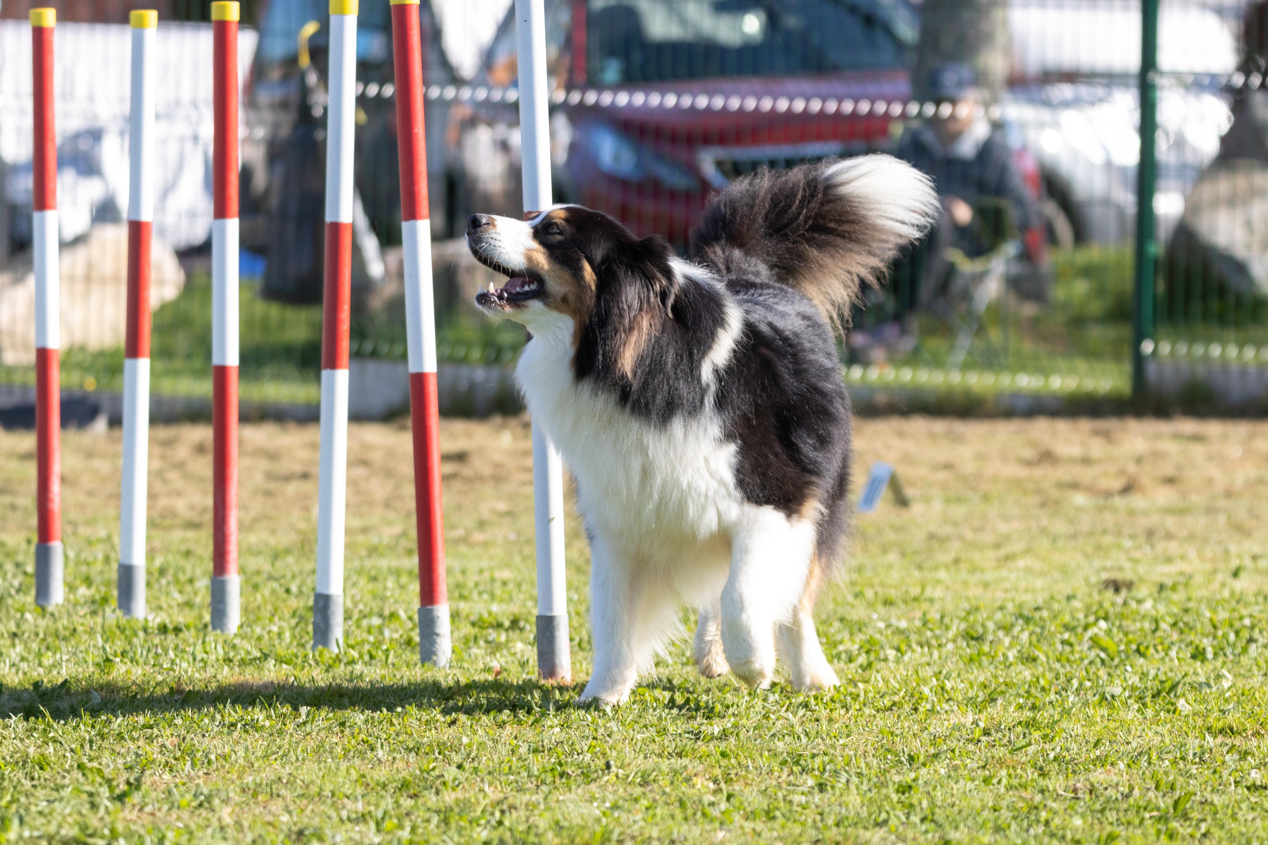 Agility grade 2 etoile 0208