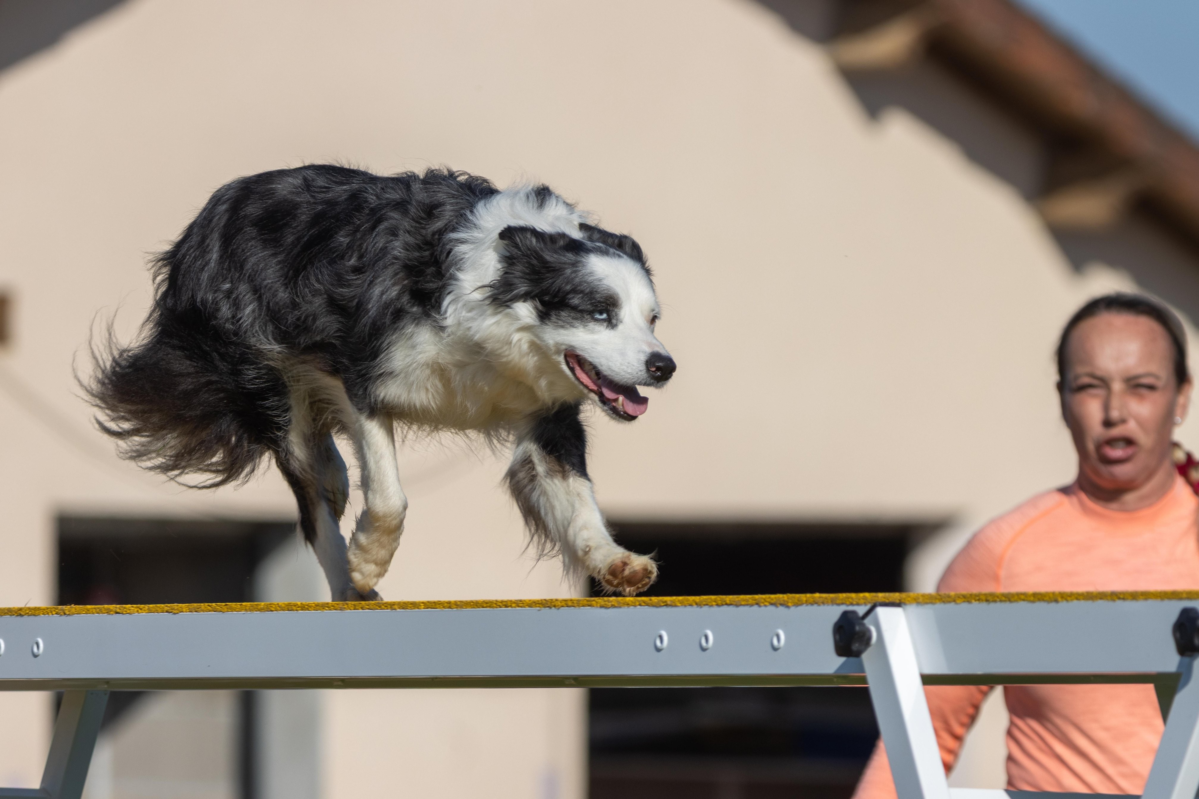 Agility grade 2 etoile 0209