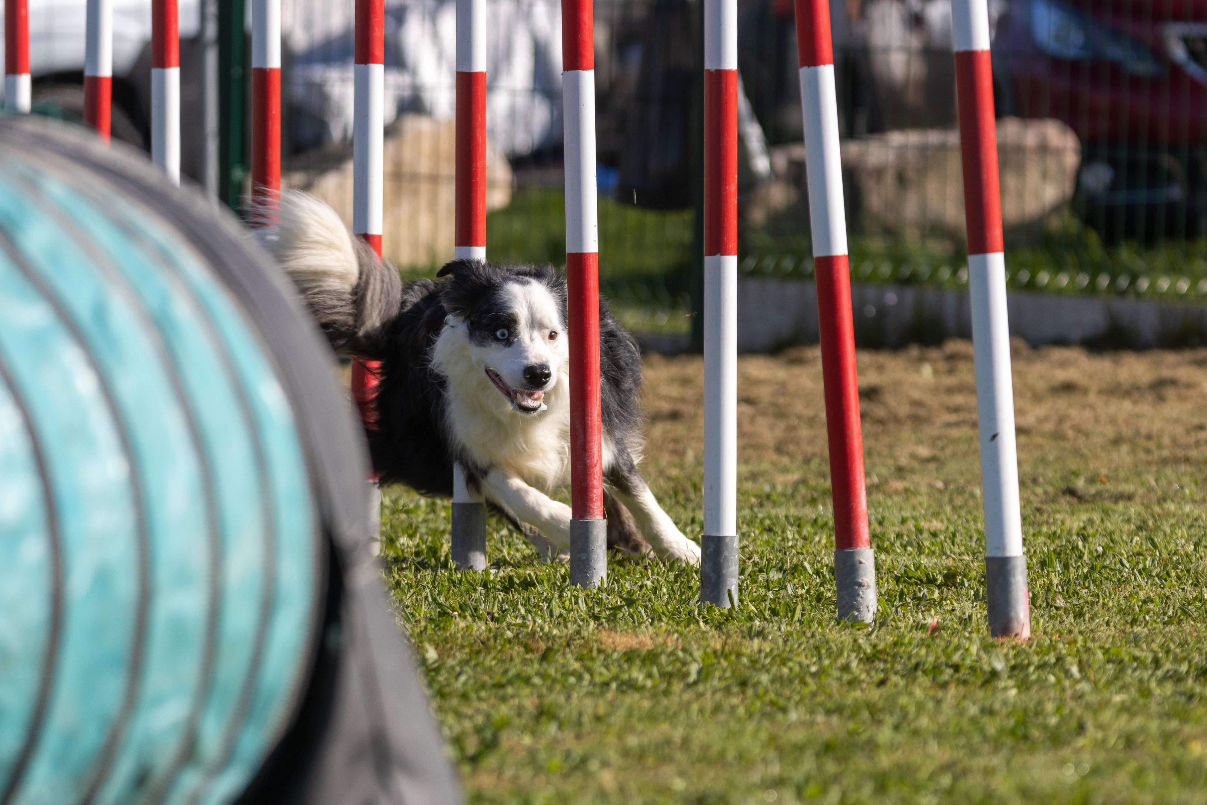 Agility grade 2 etoile 0210