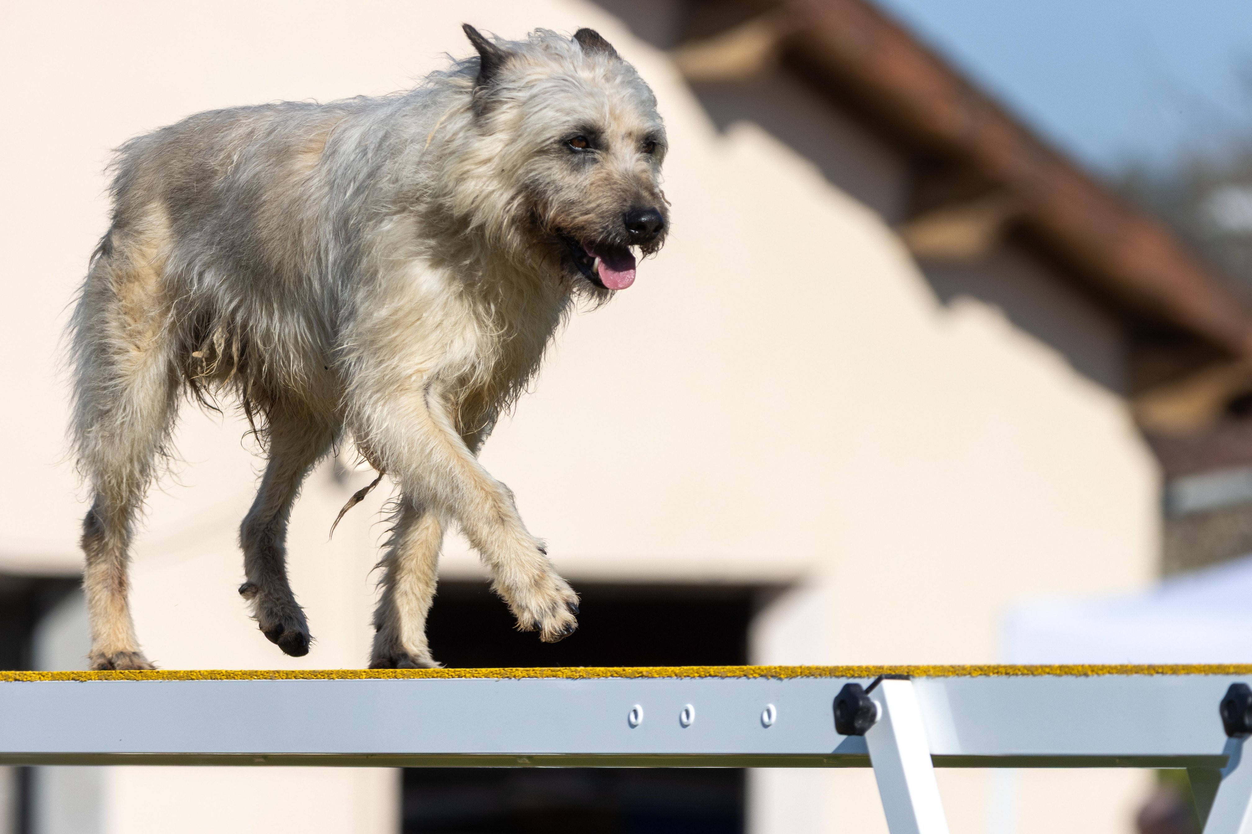 Agility grade 2 etoile 0212