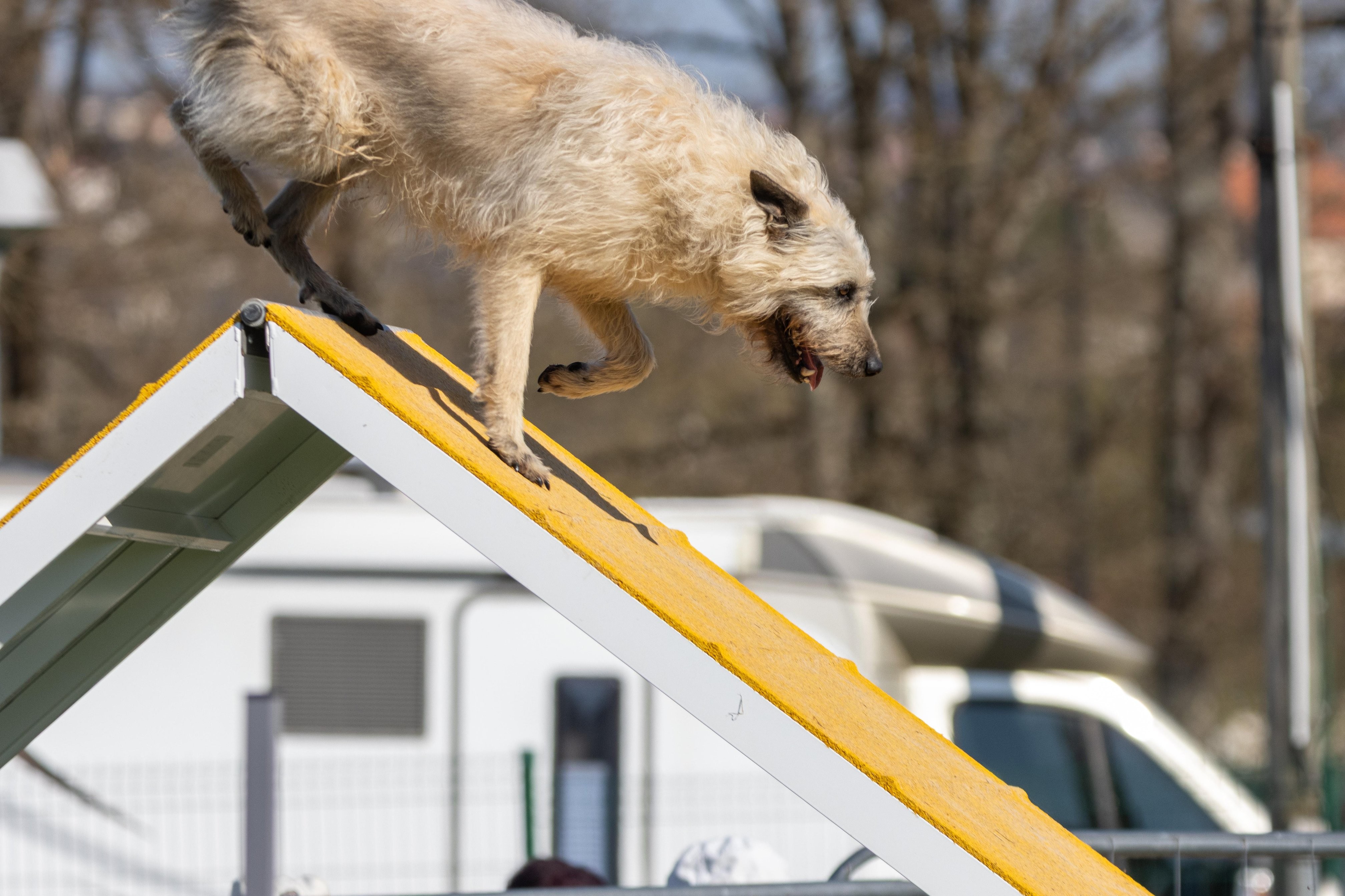 Agility grade 2 etoile 0213