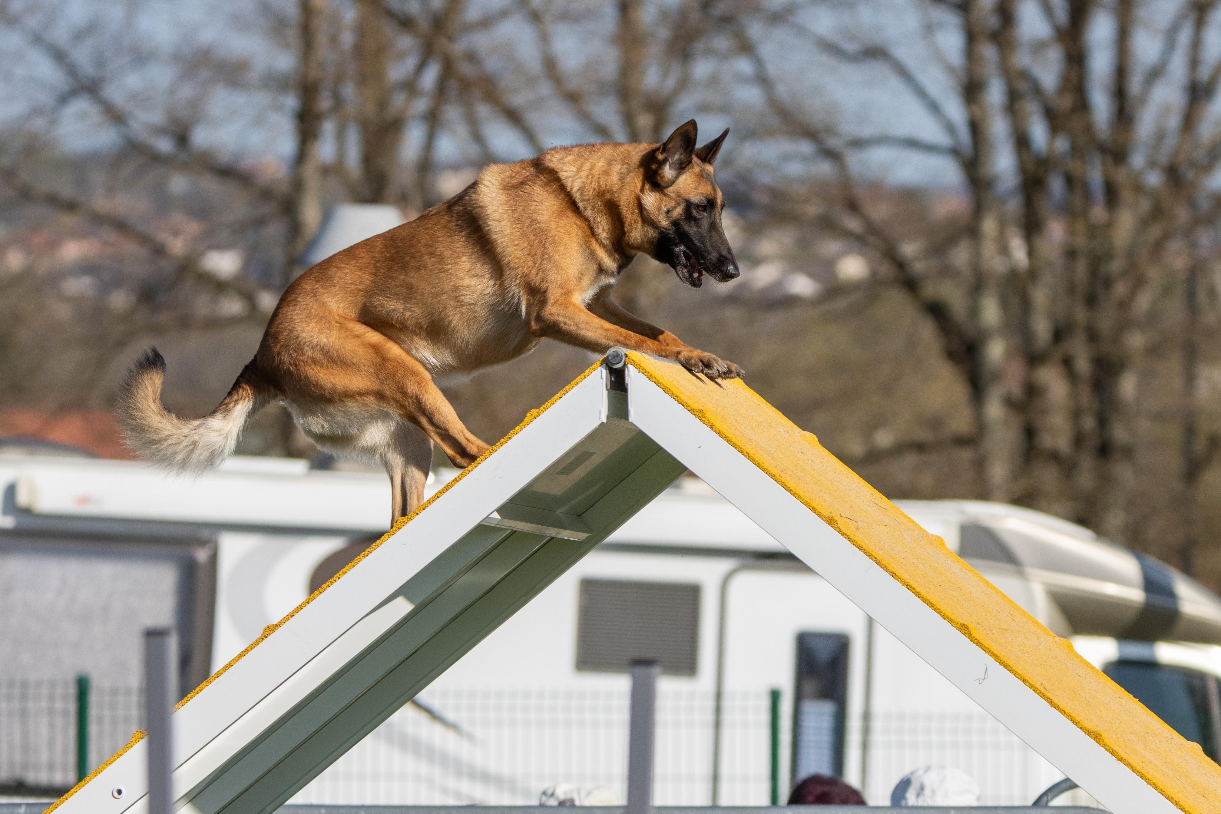 Agility grade 2 etoile 0215