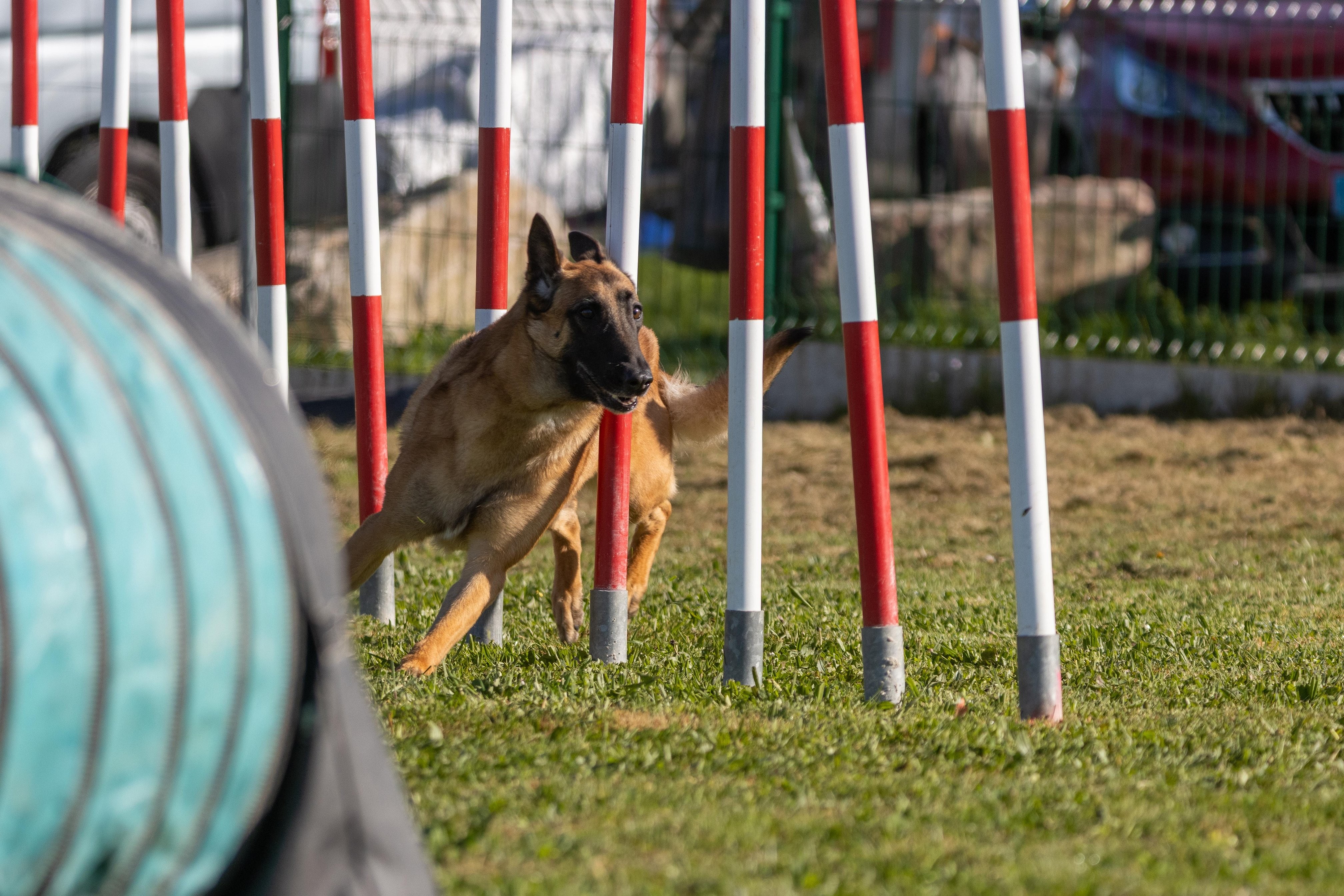 Agility grade 2 etoile 0216