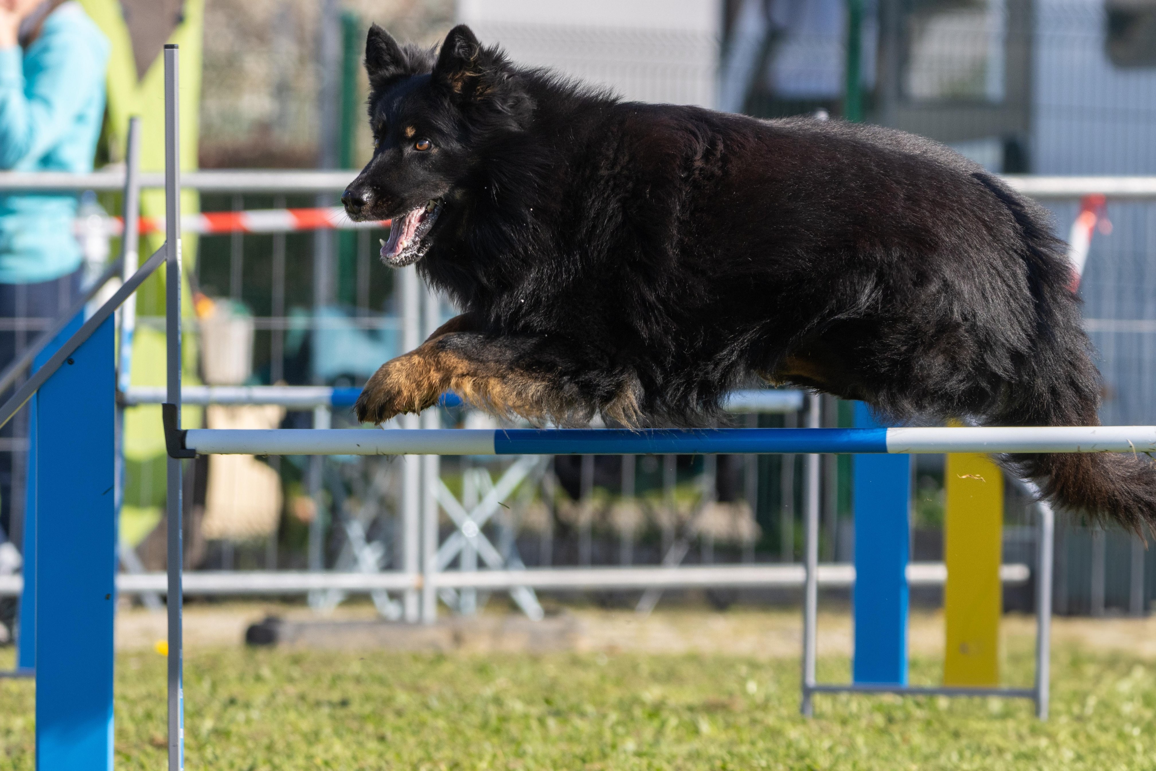 Agility grade 2 etoile 0217