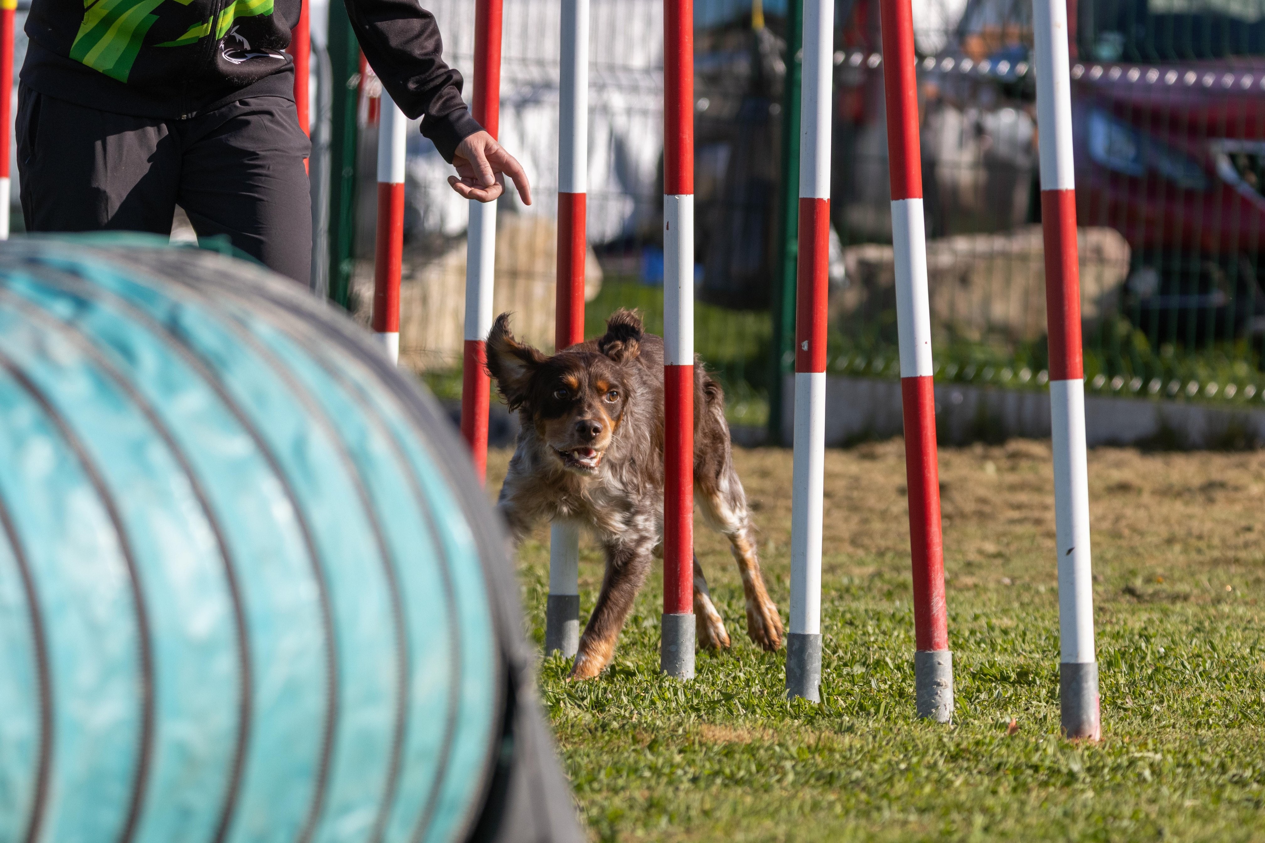 Agility grade 2 etoile 0220