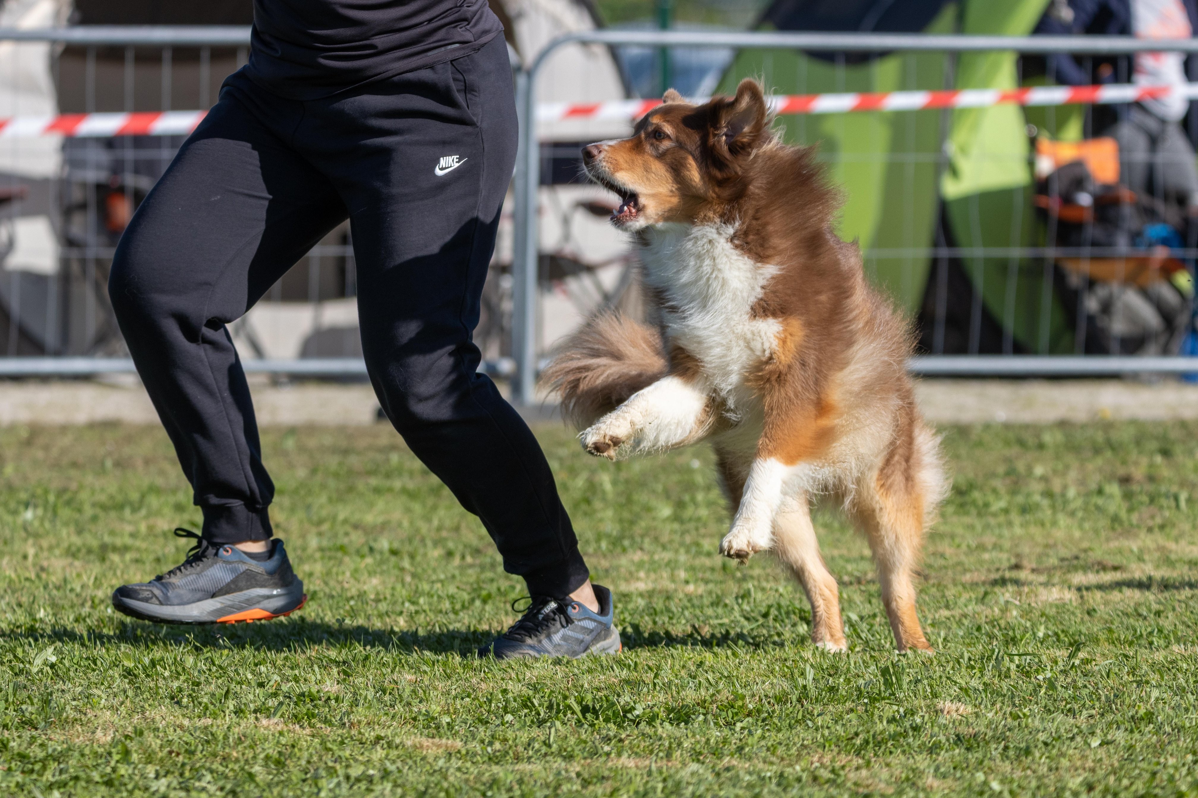Agility grade 2 etoile 0221