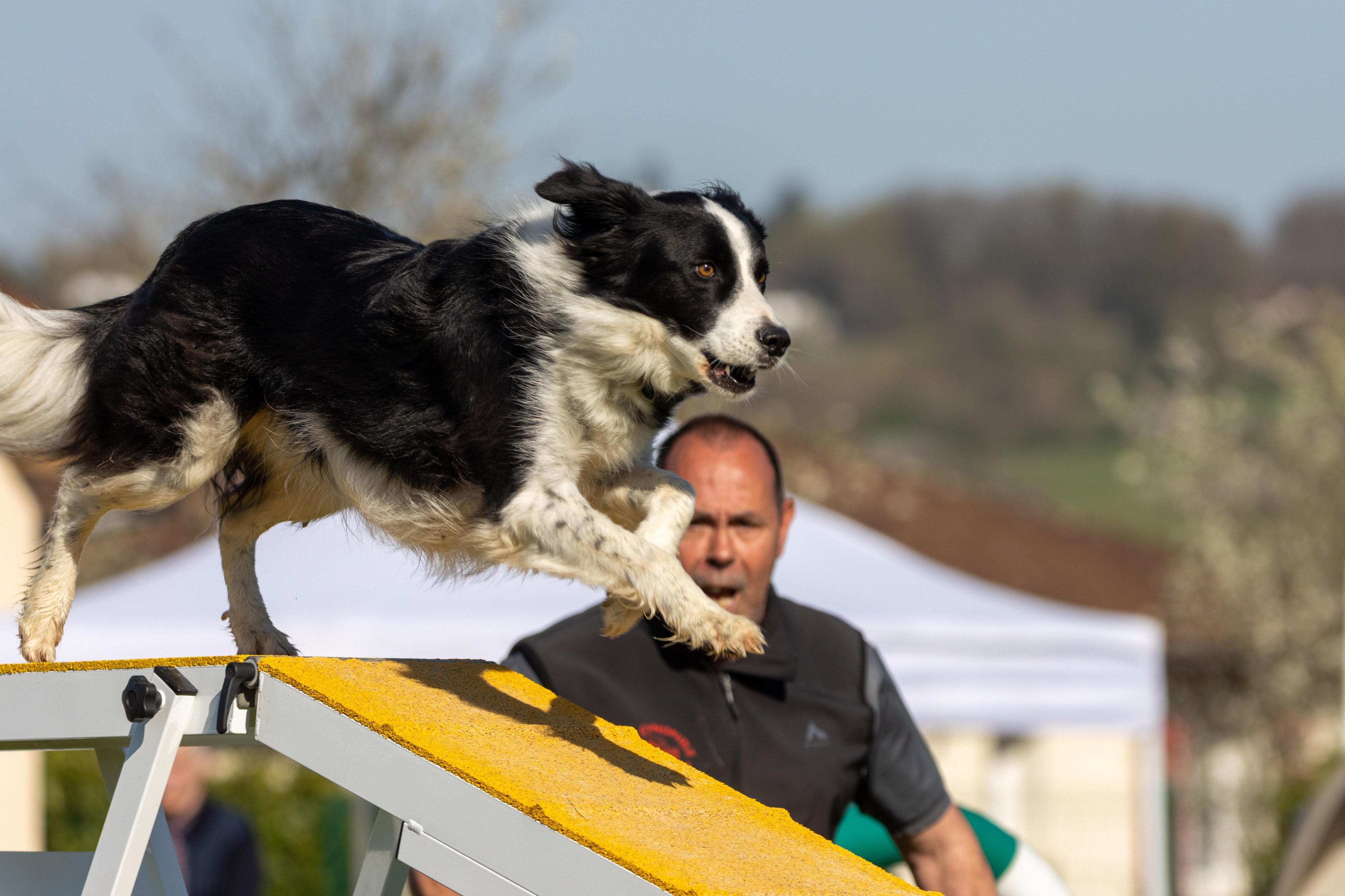 Agility grade 2 etoile 0225