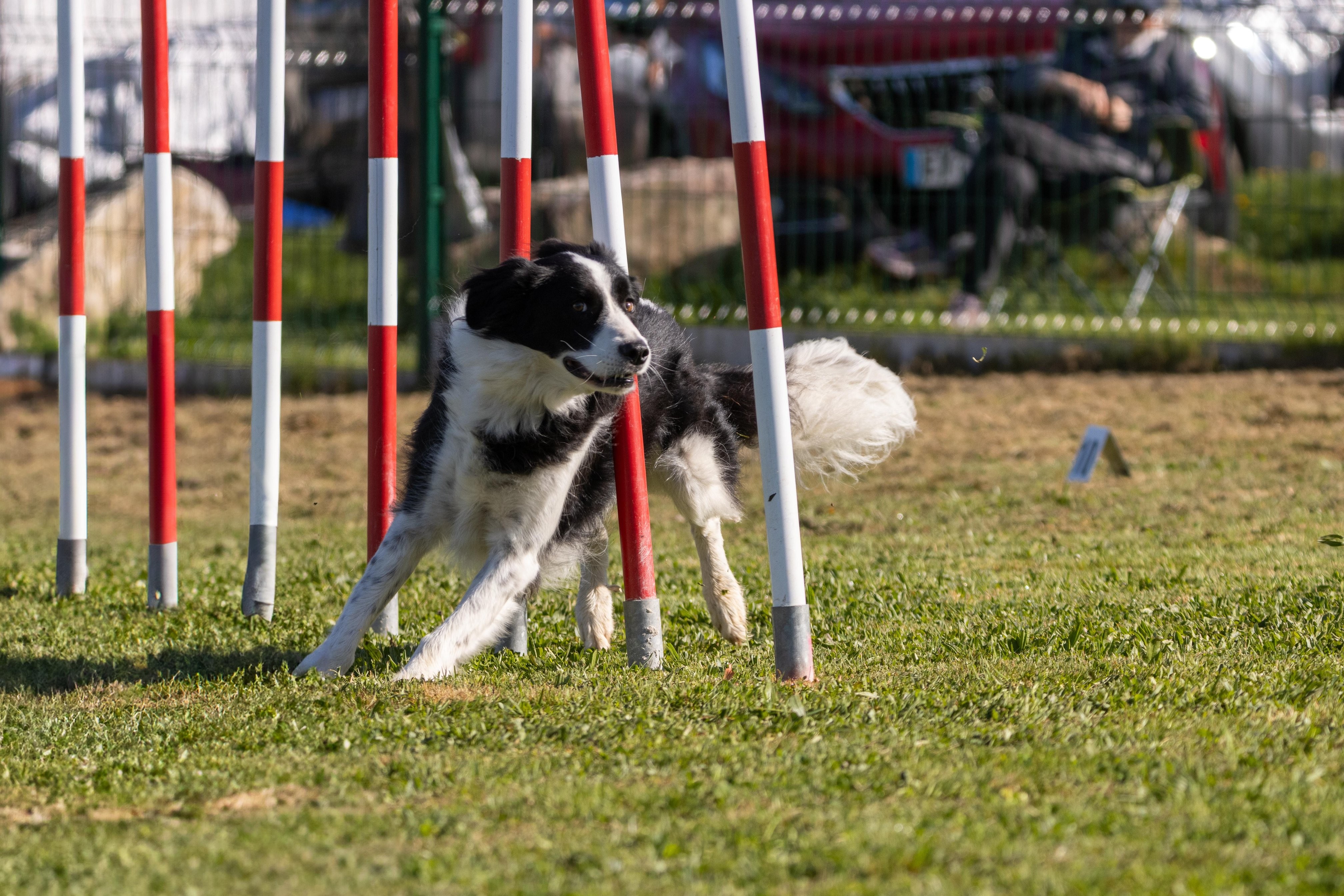 Agility grade 2 etoile 0226