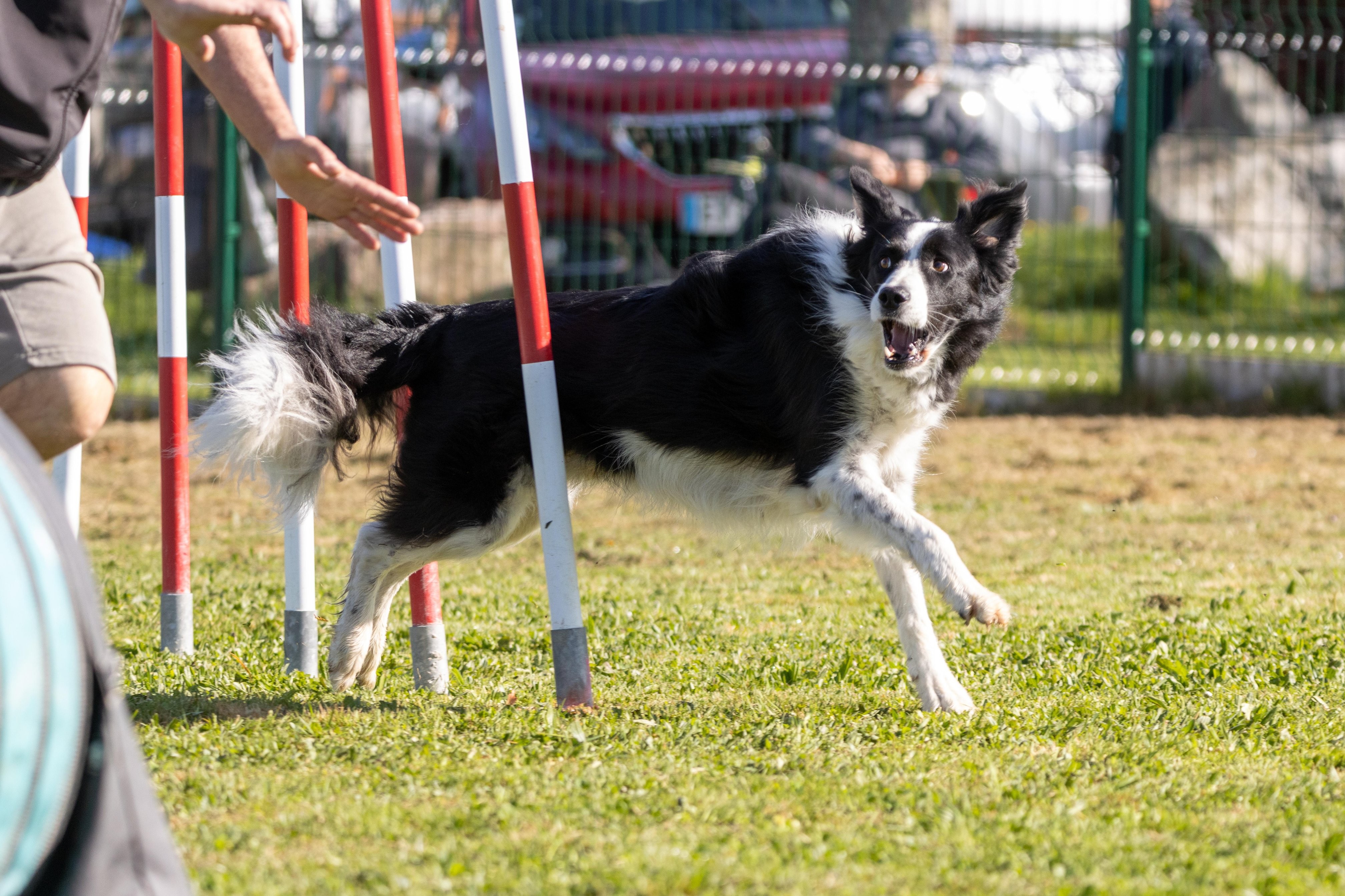 Agility grade 2 etoile 0227