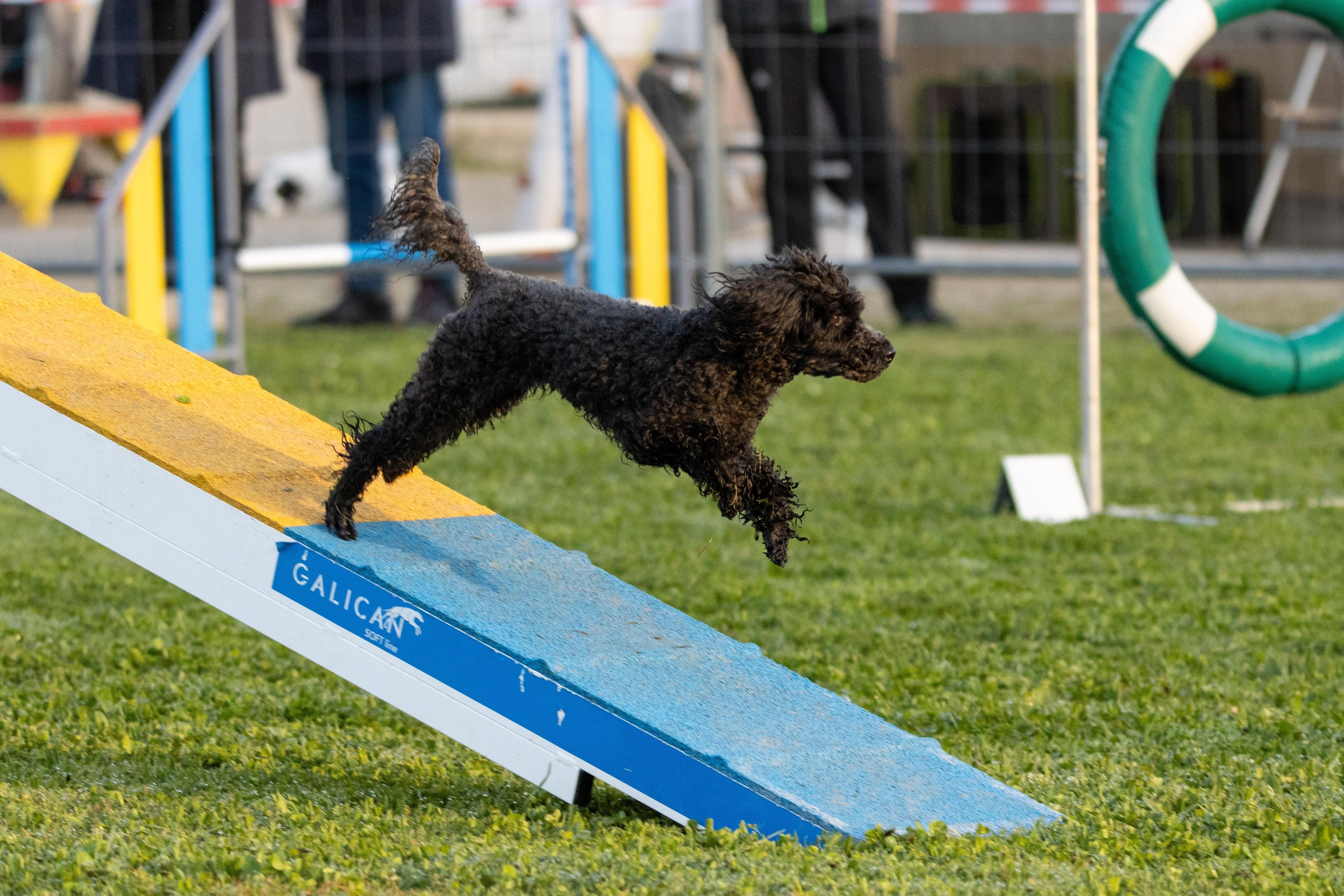 Agility grade 3 0002