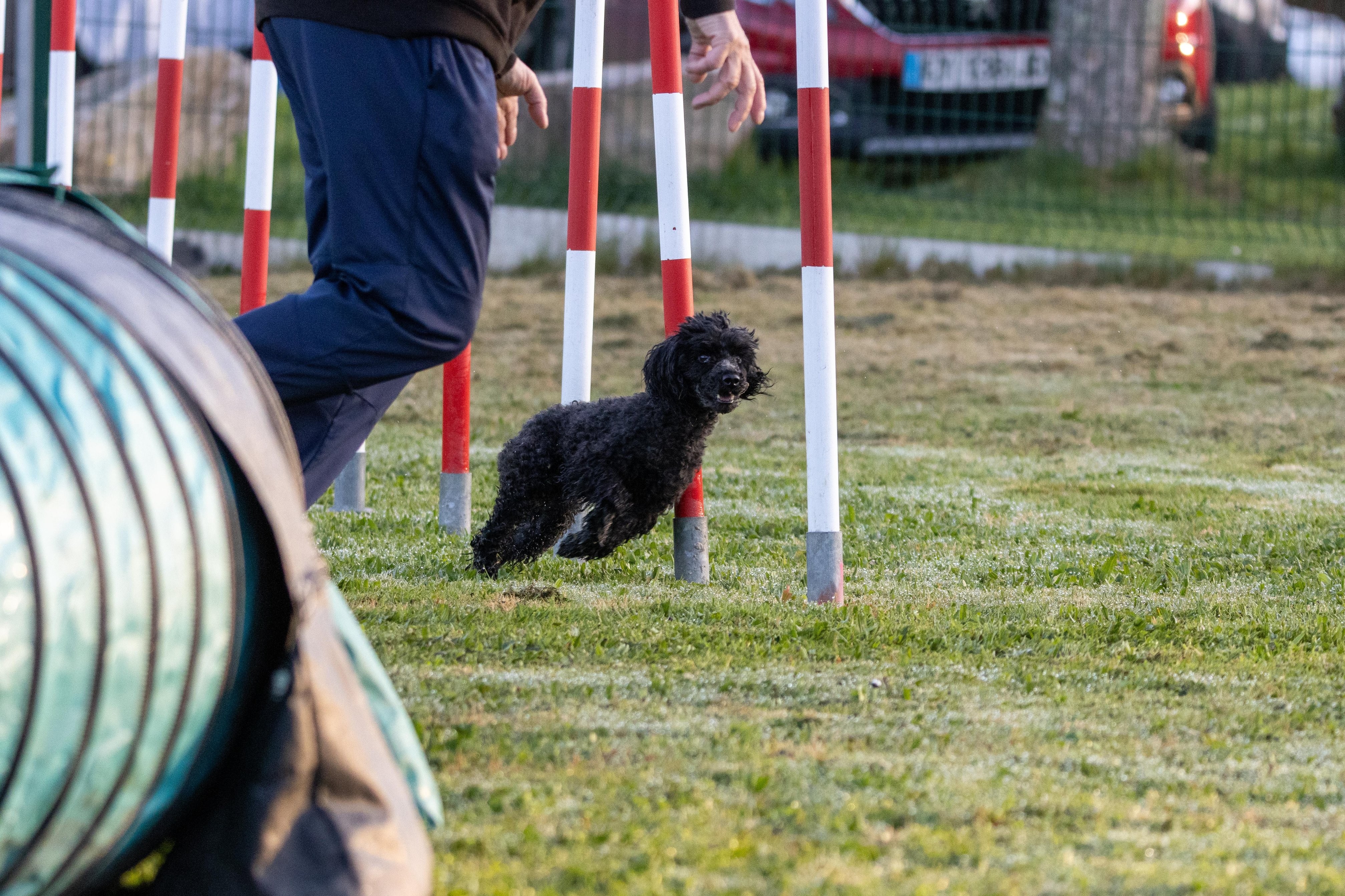 Agility grade 3 0003