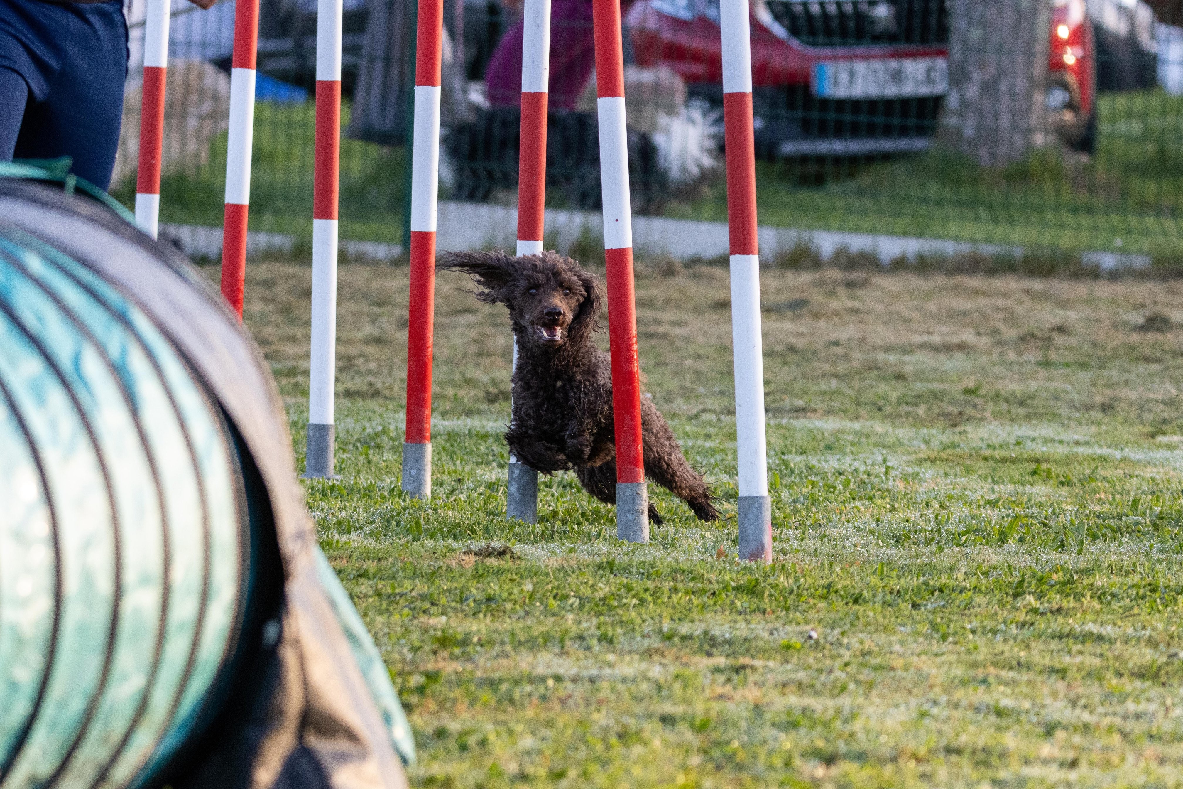 Agility grade 3 0005