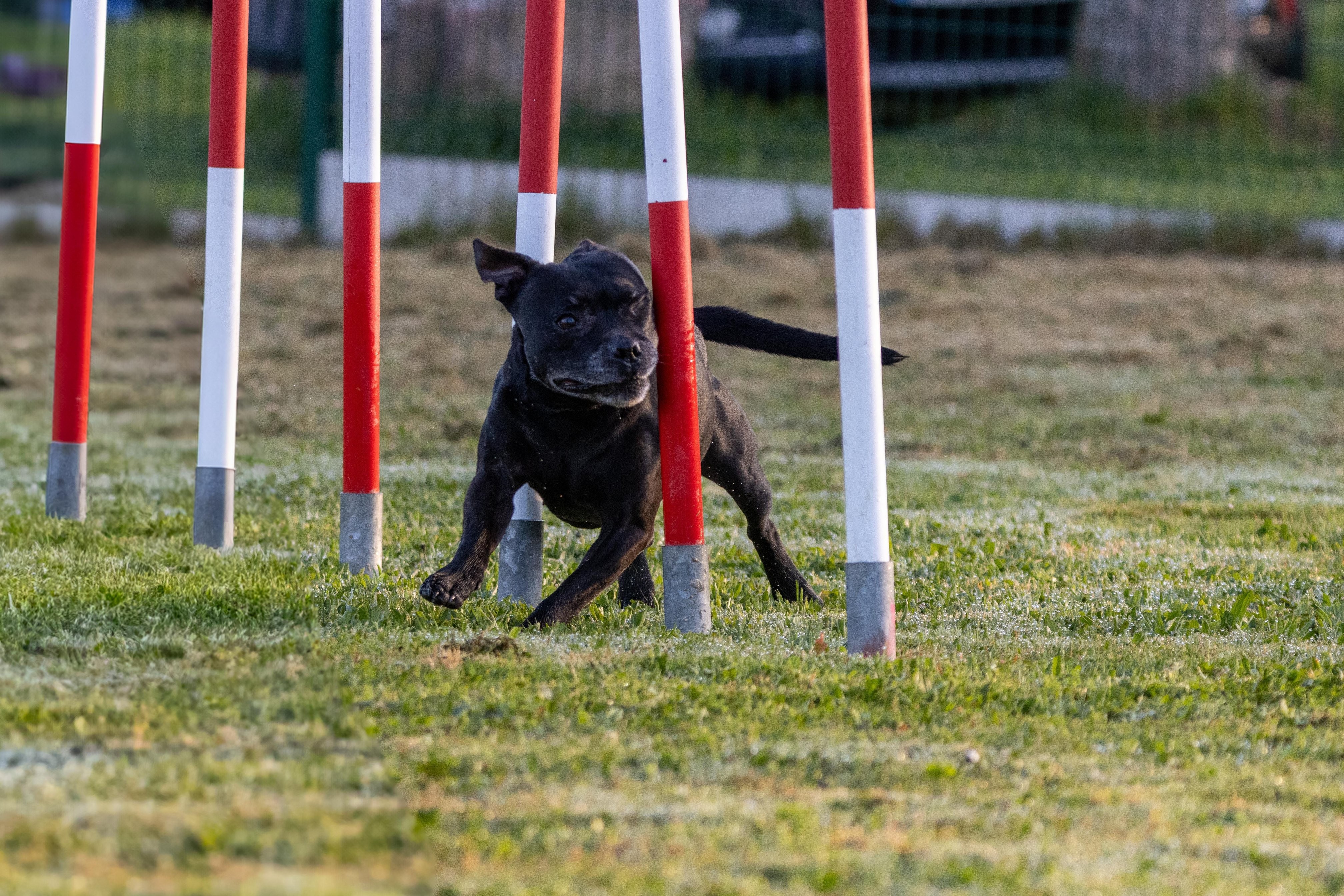 Agility grade 3 0008