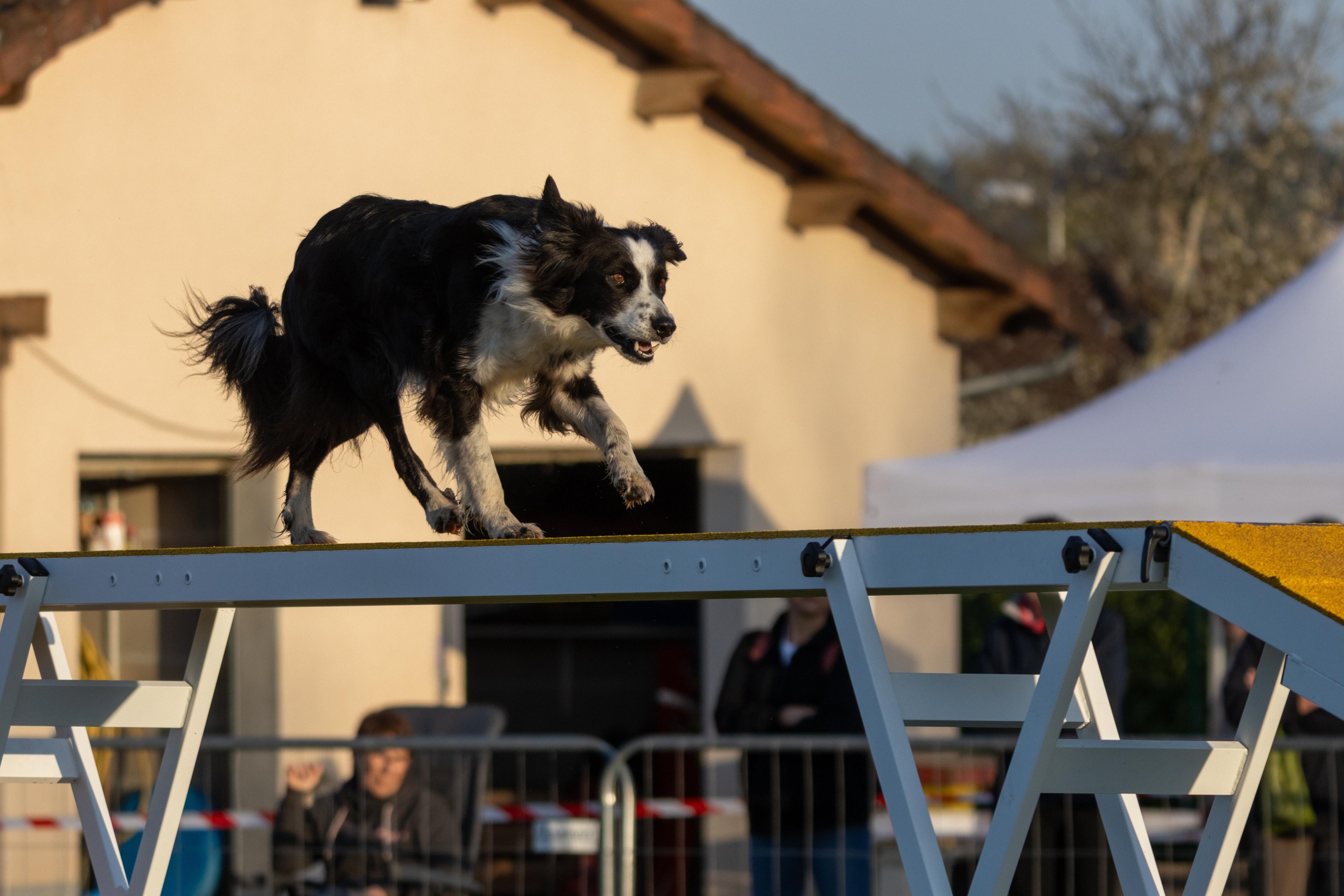Agility grade 3 0009