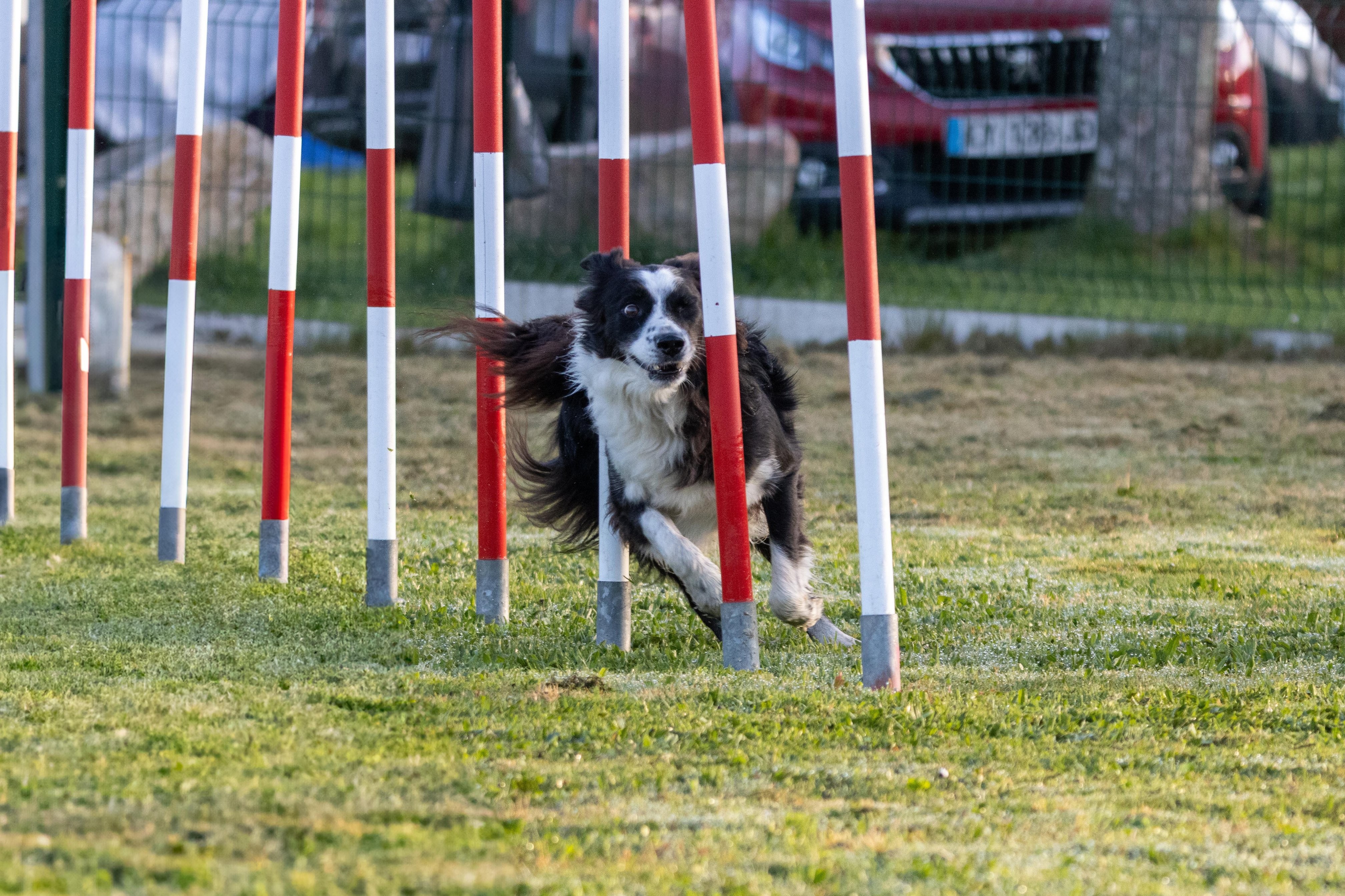 Agility grade 3 0010
