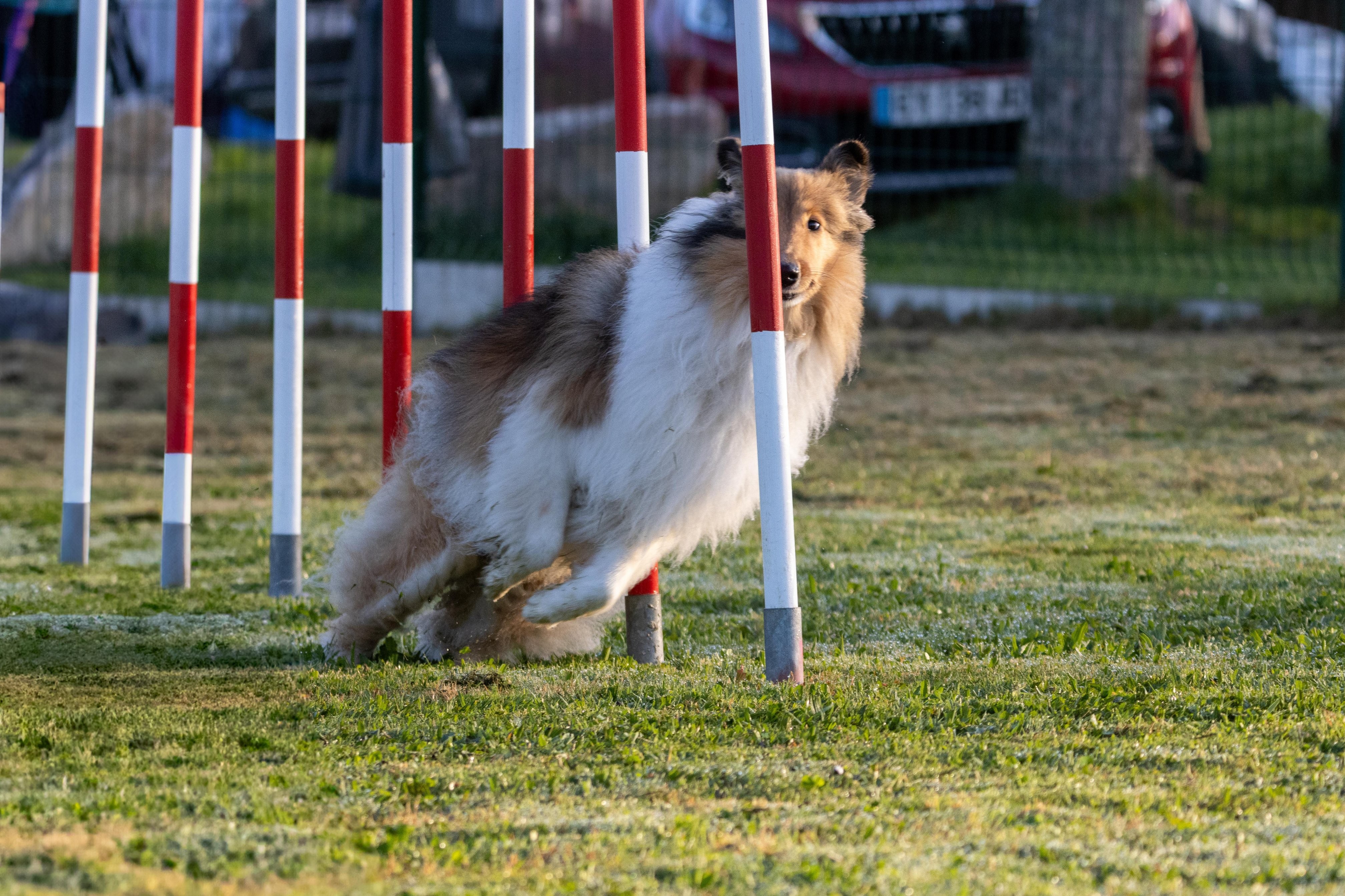 Agility grade 3 0015