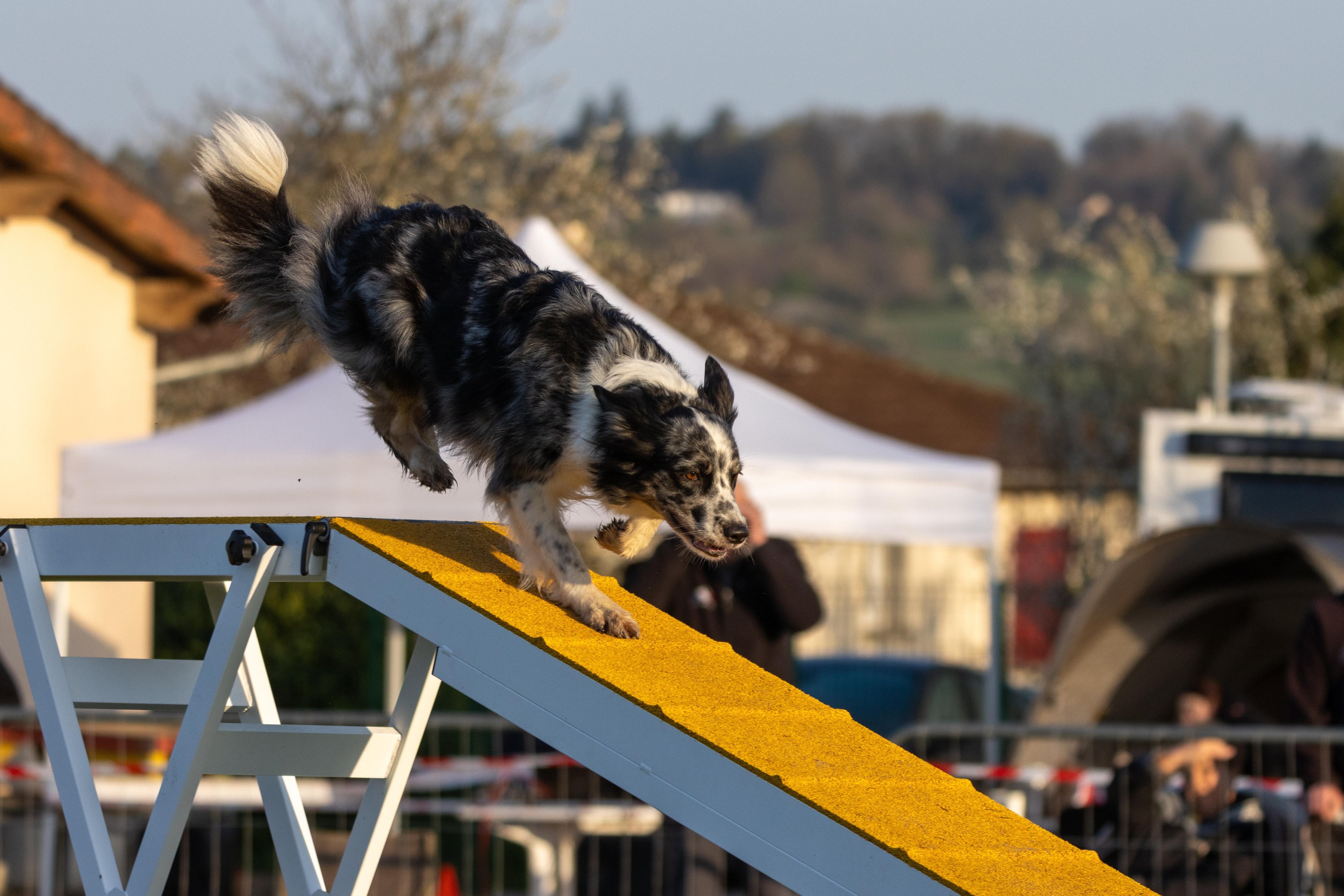 Agility grade 3 0016