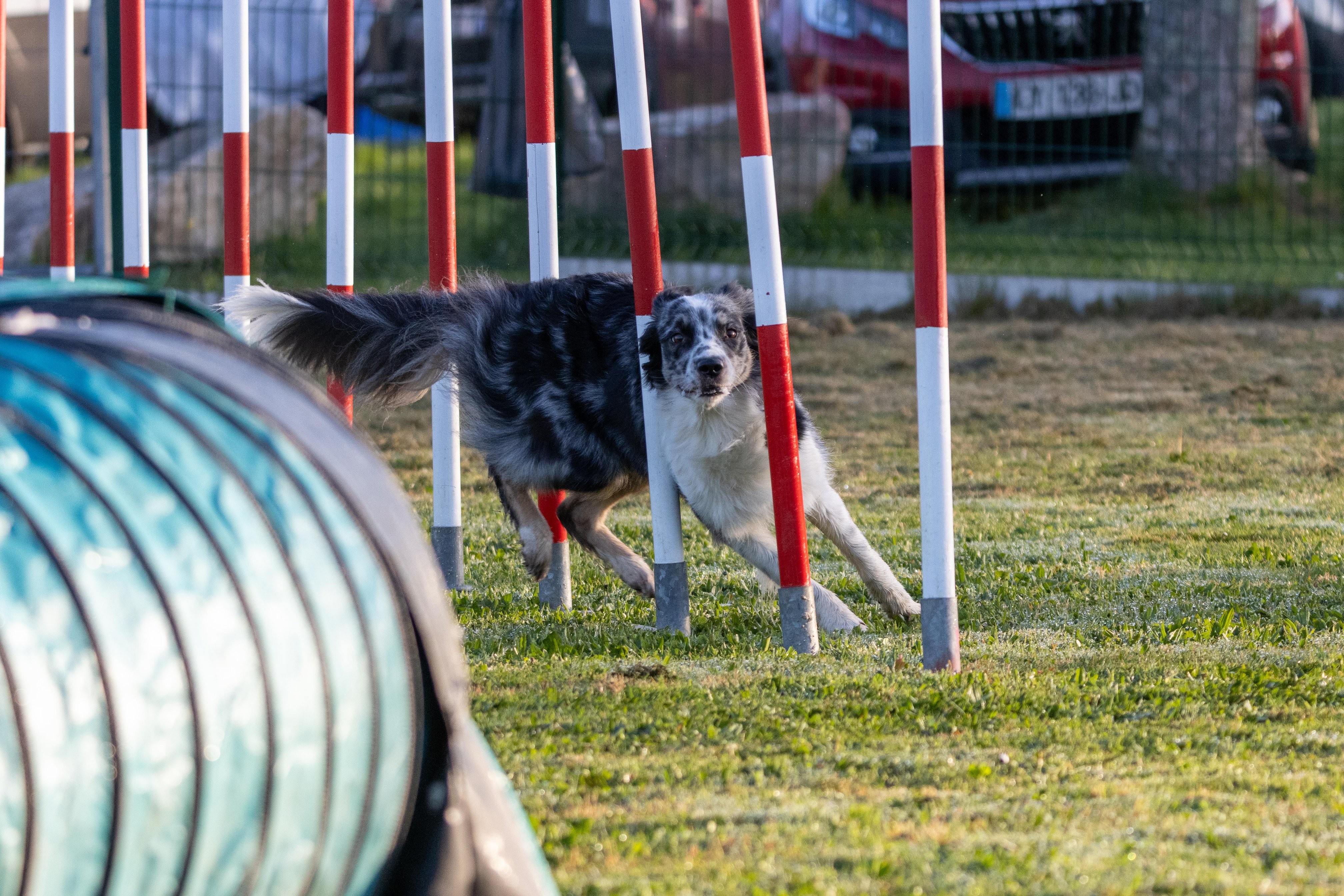 Agility grade 3 0017