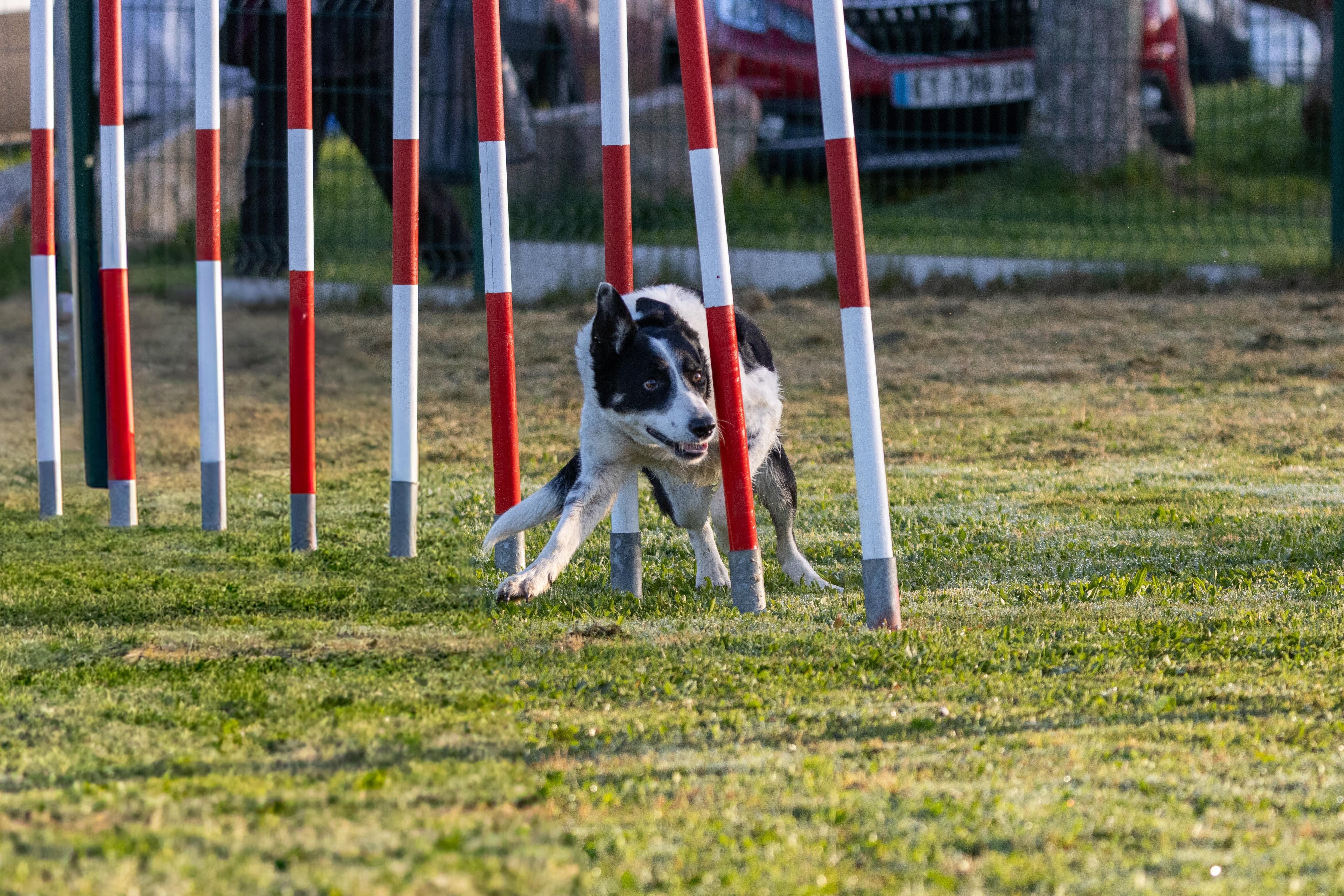 Agility grade 3 0019