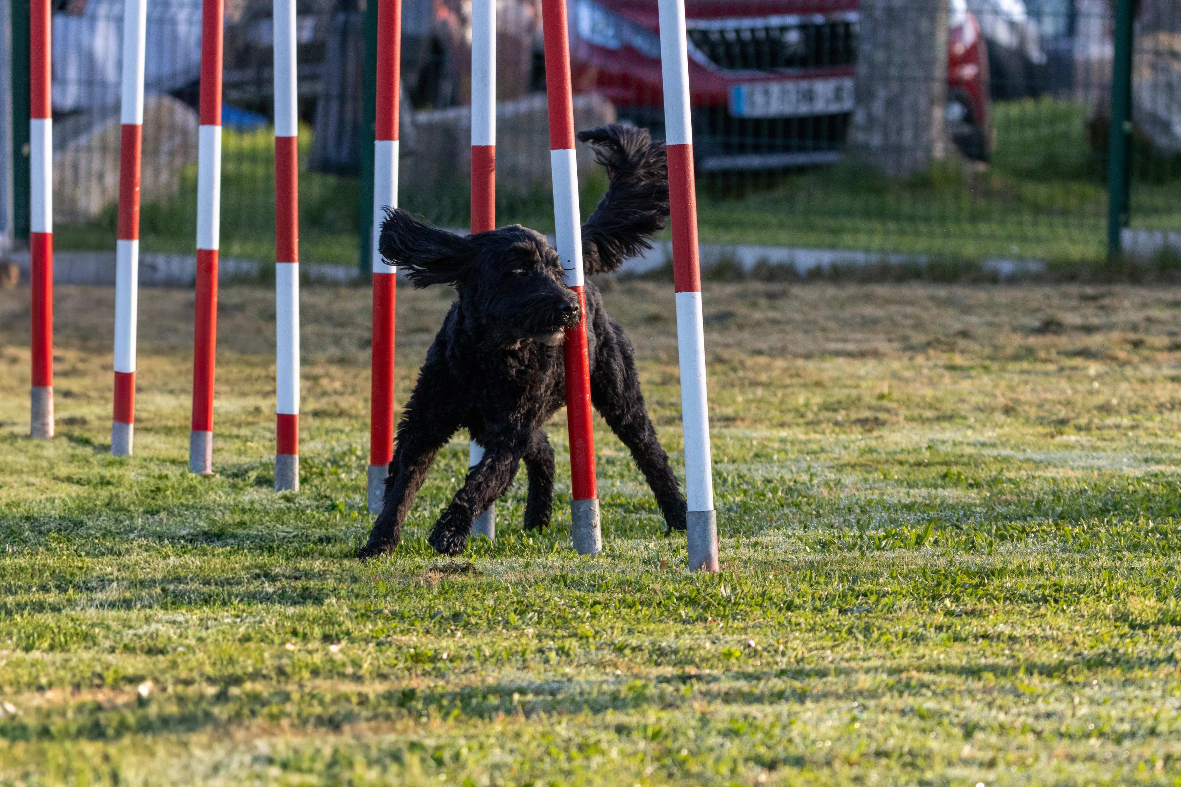 Agility grade 3 0022