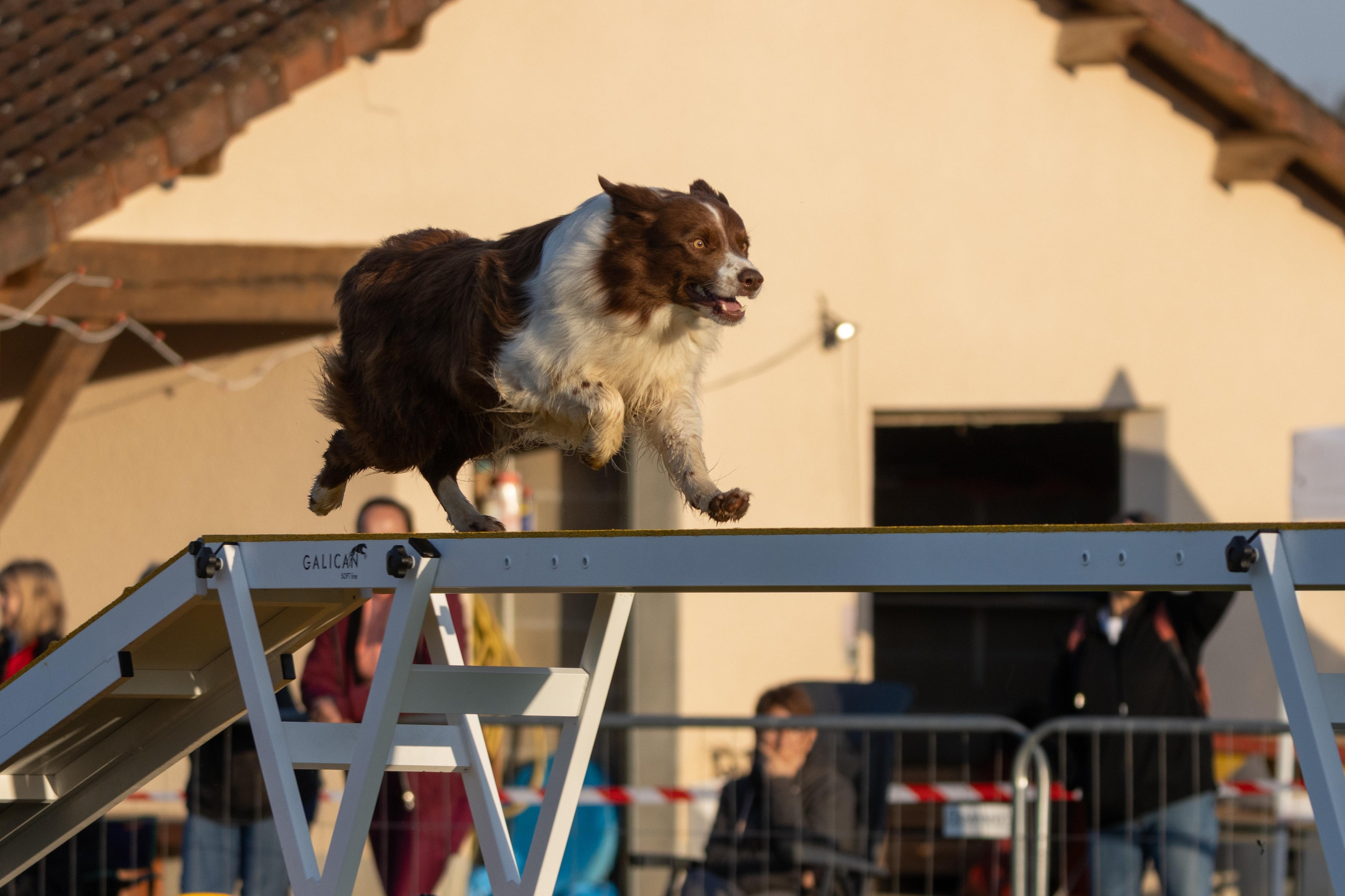 Agility grade 3 0024