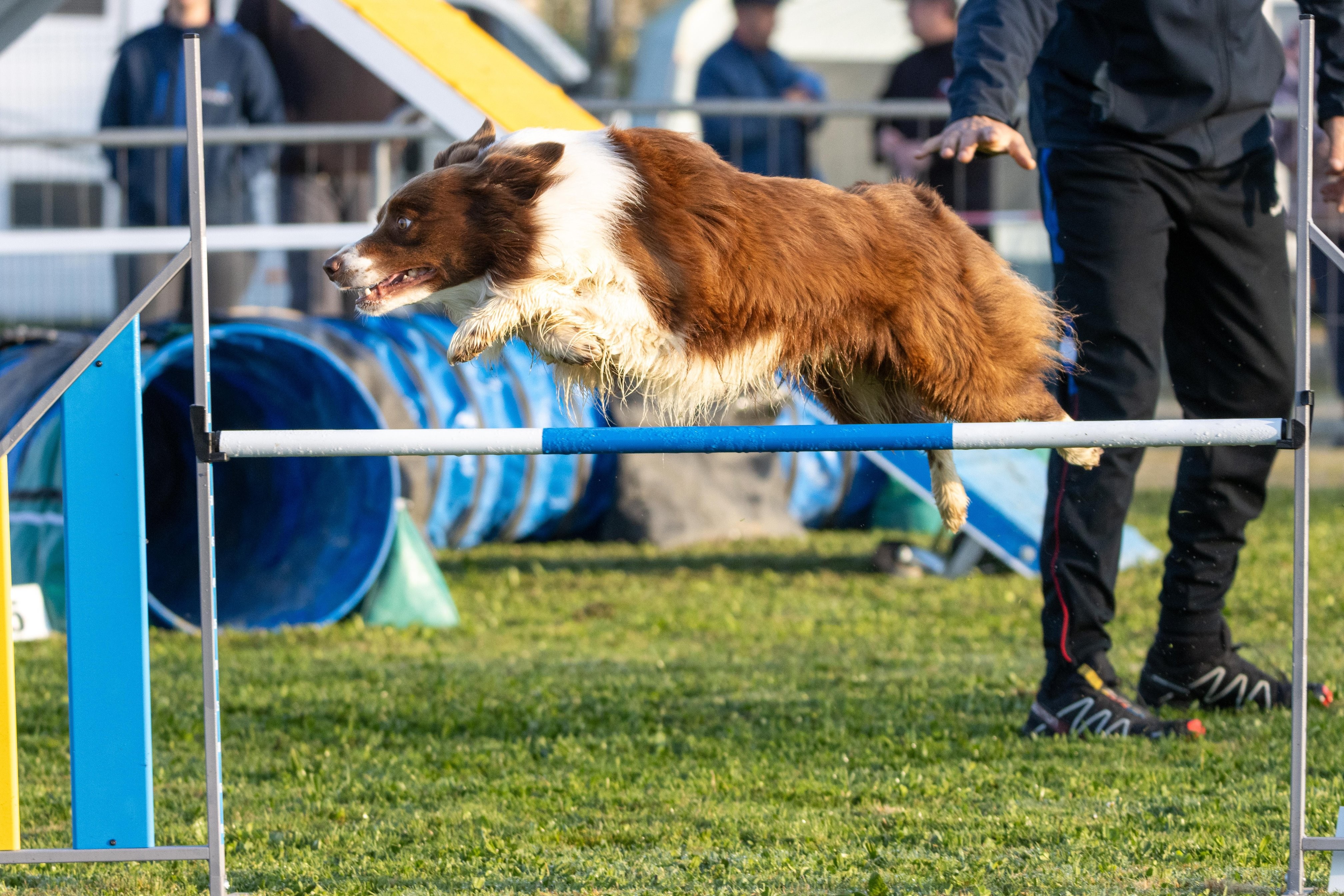 Agility grade 3 0025