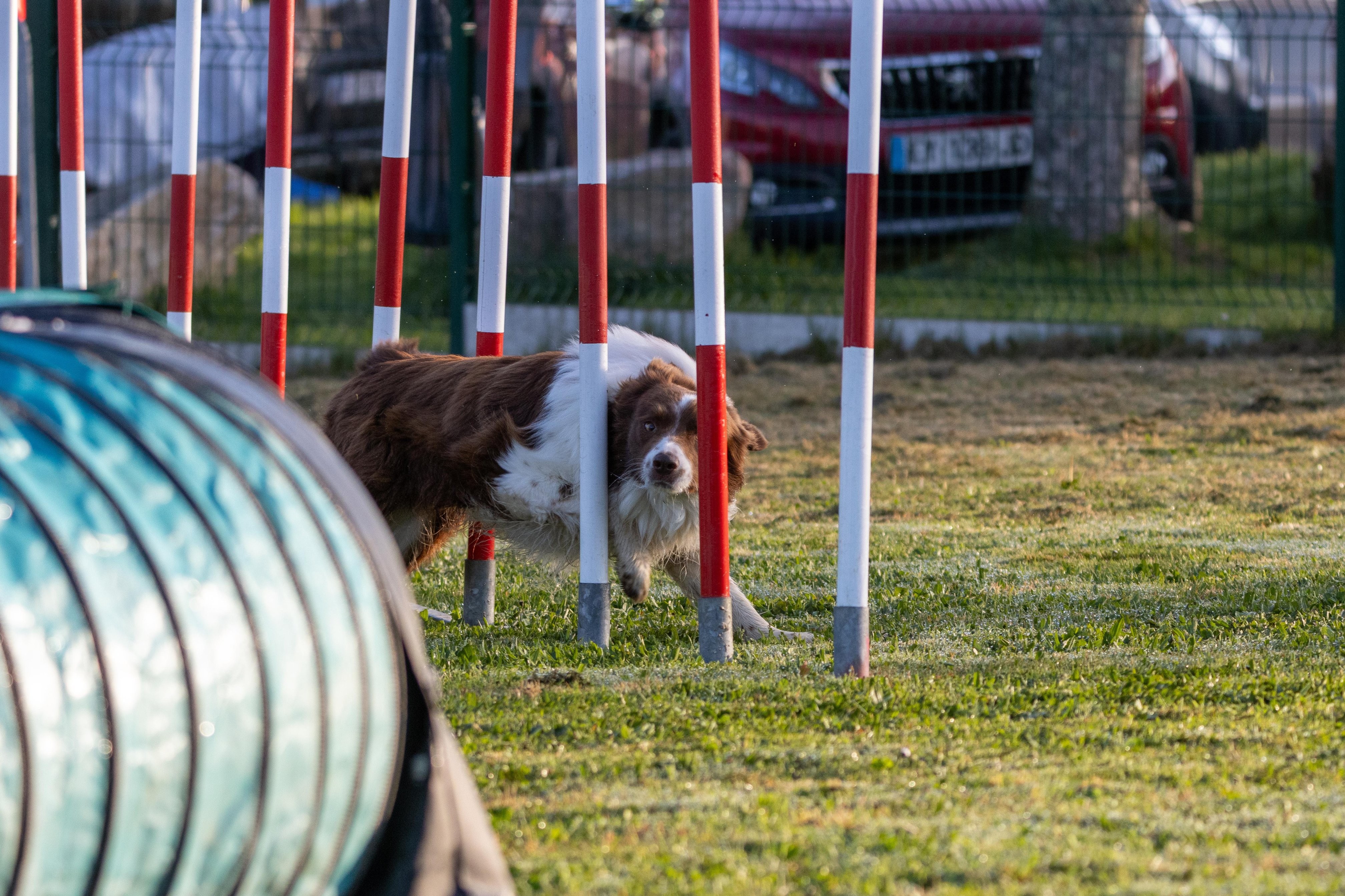 Agility grade 3 0026