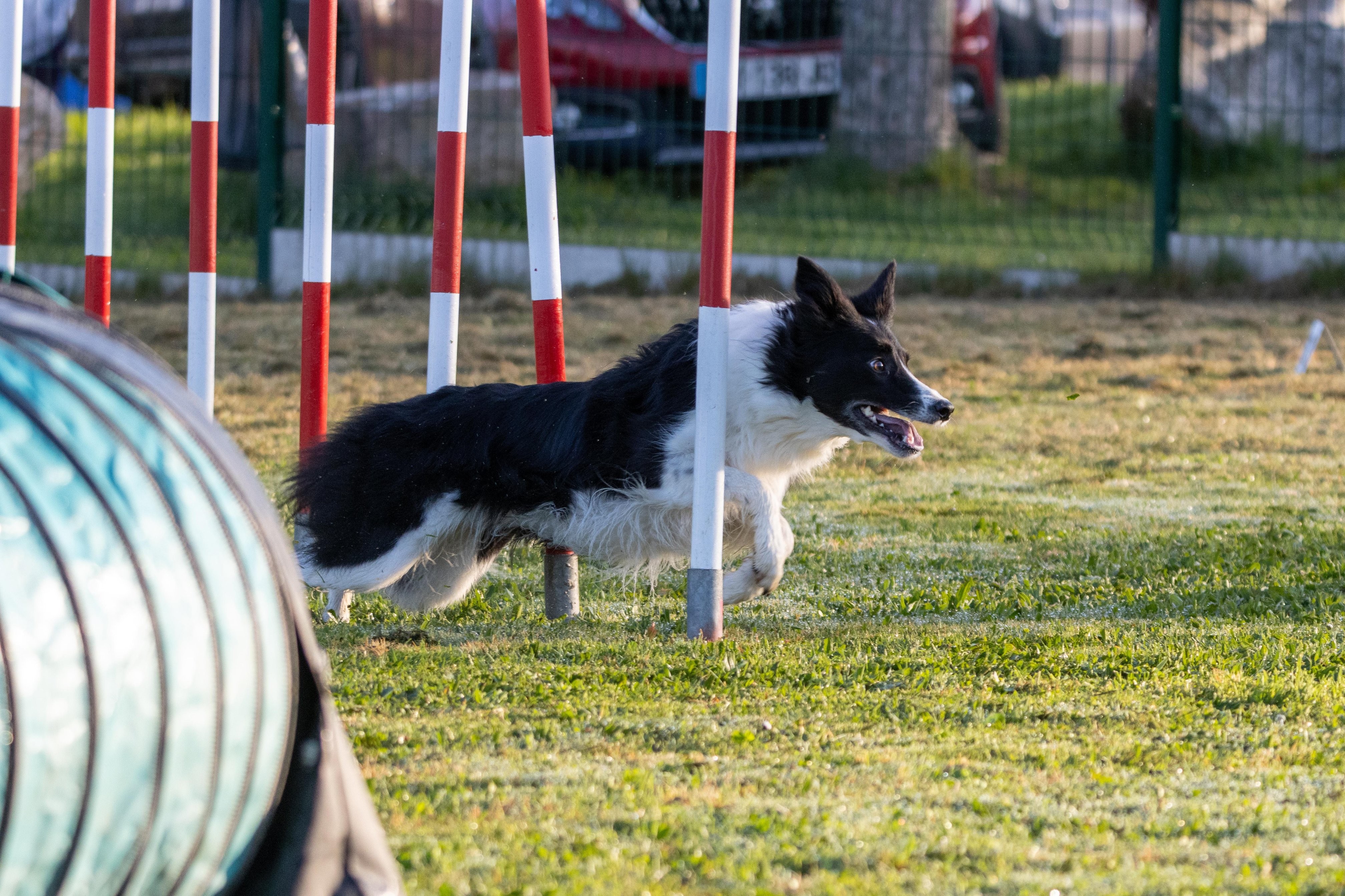 Agility grade 3 0028