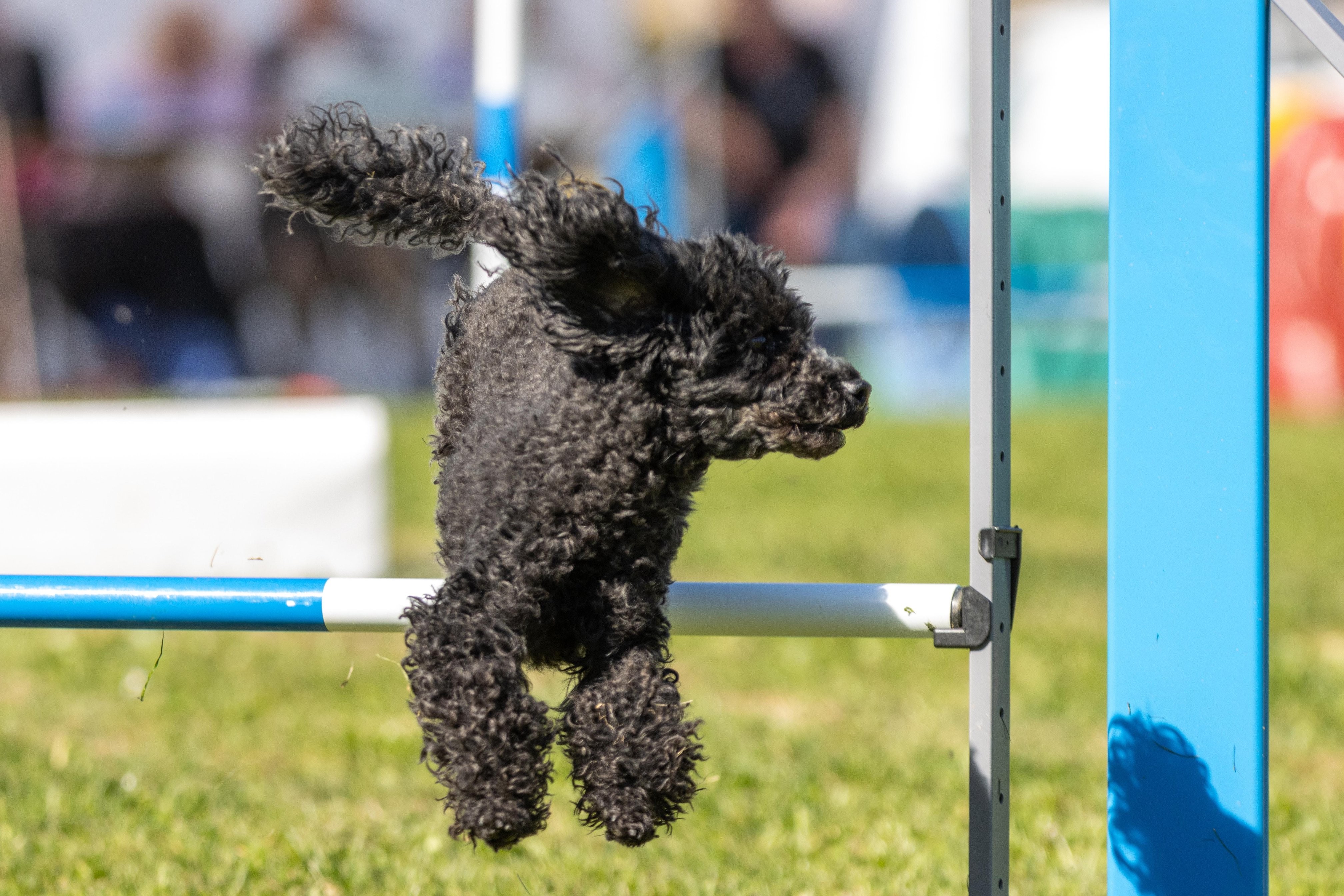 Agility grade 3 bis 0291