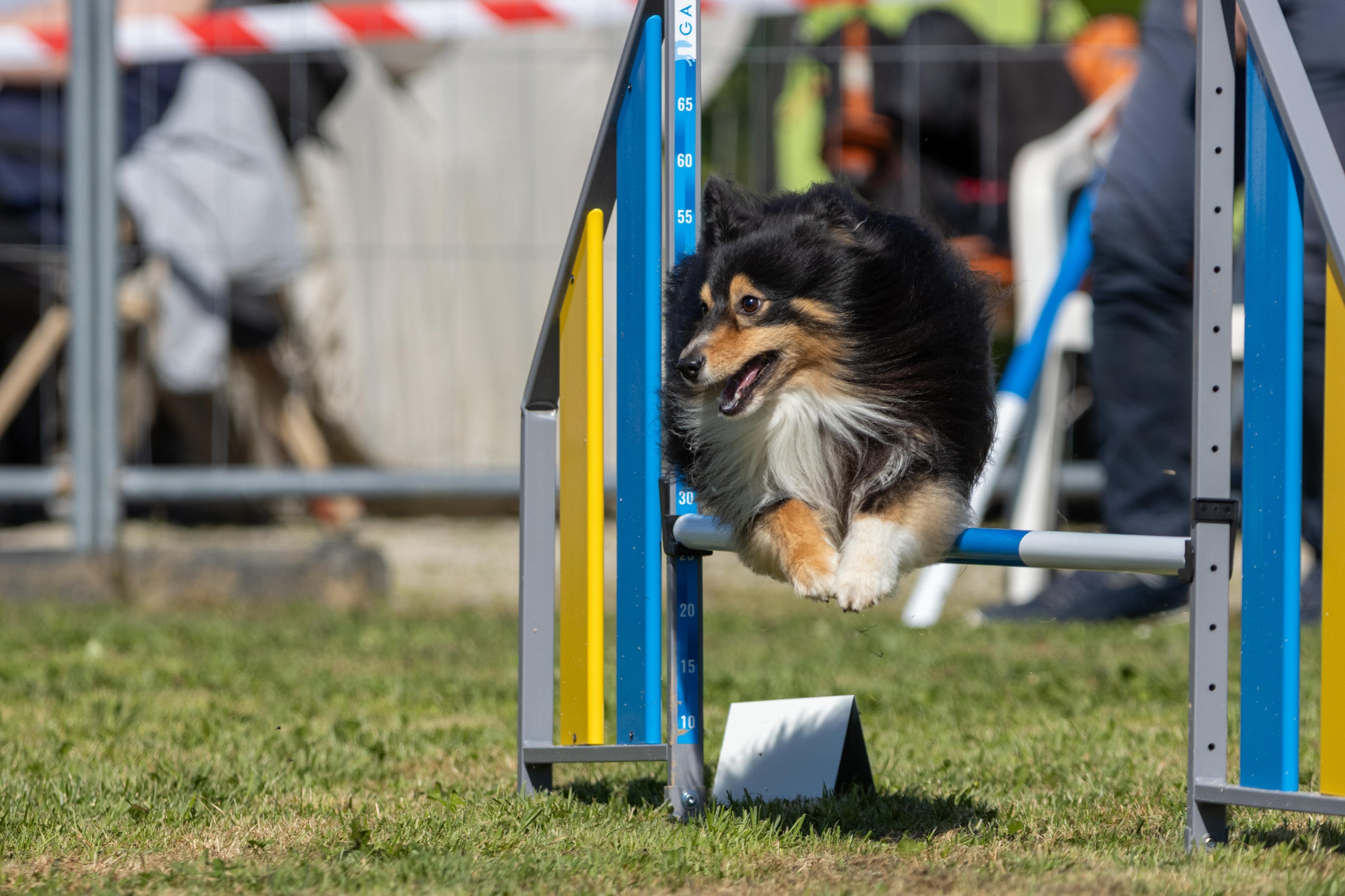 Agility grade 3 bis 0292