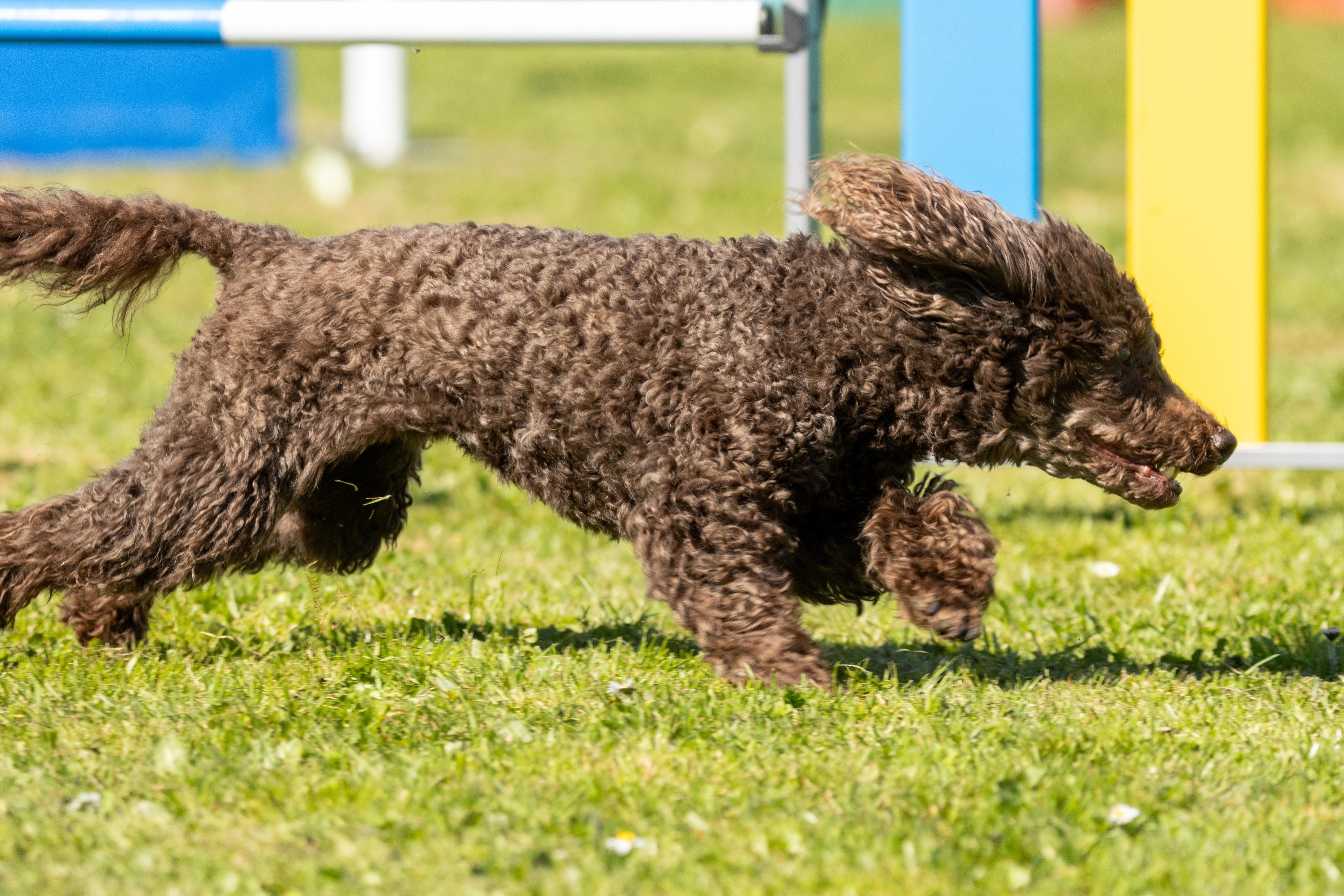 Agility grade 3 bis 0293