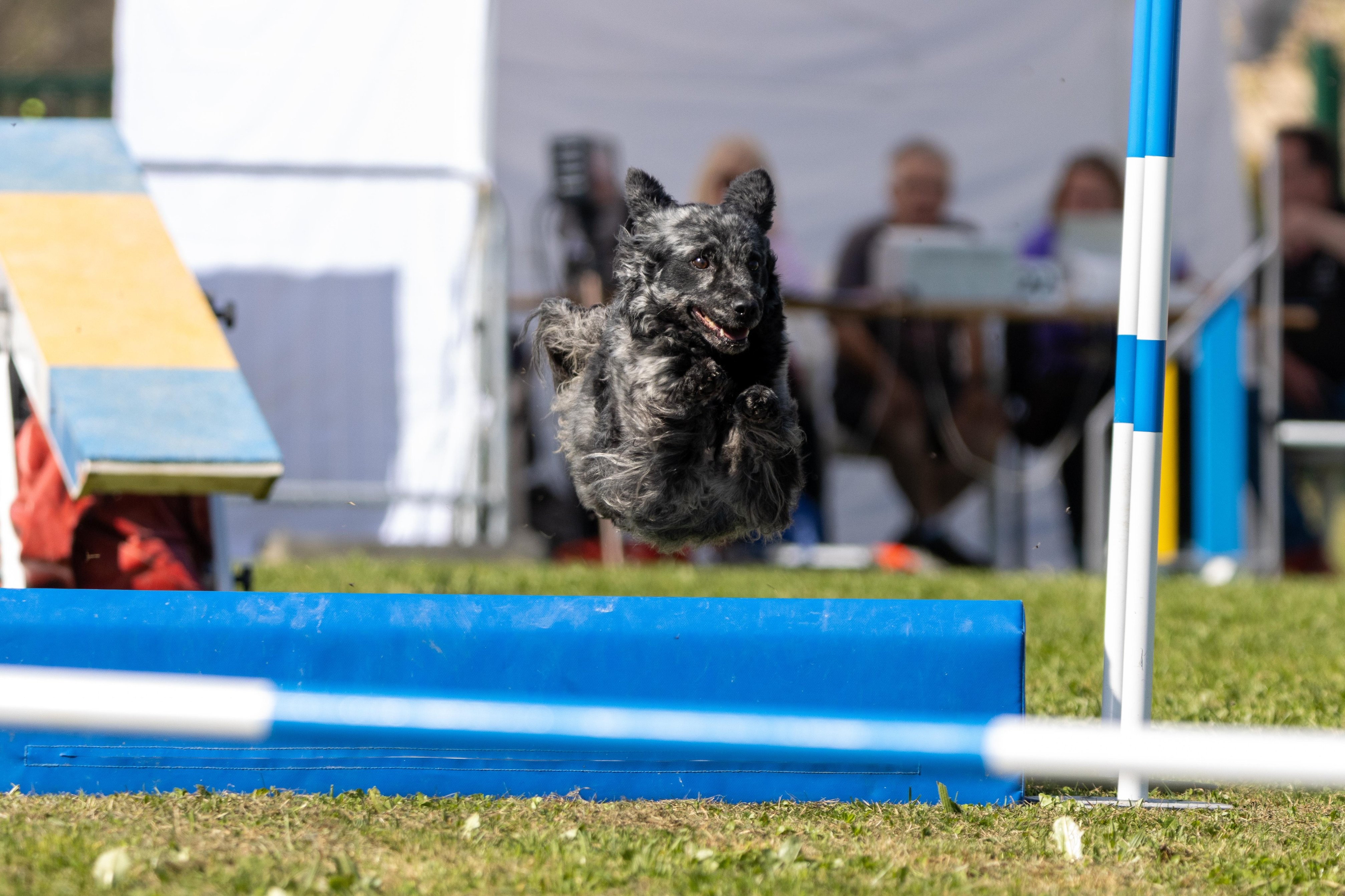 Agility grade 3 bis 0294