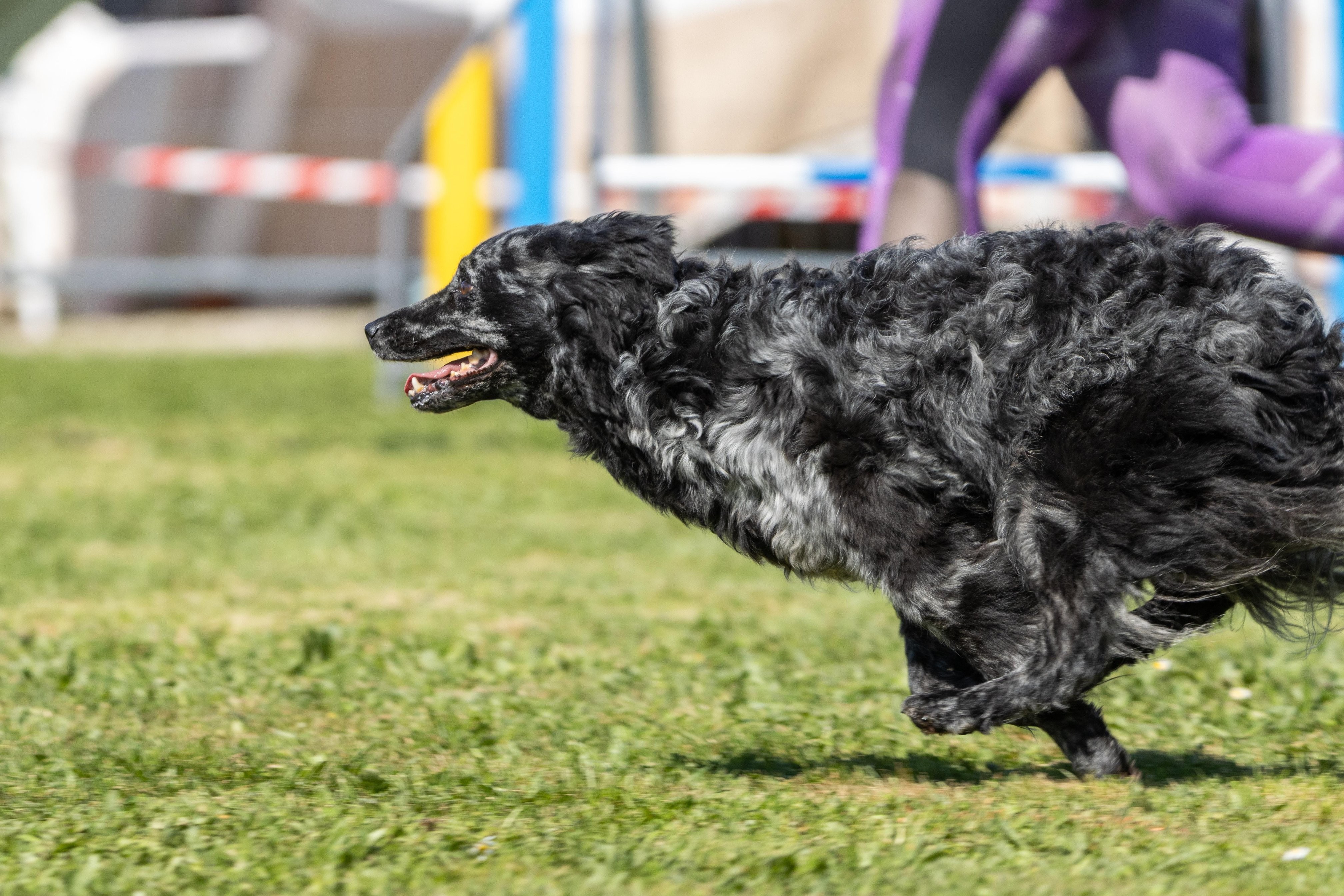 Agility grade 3 bis 0296