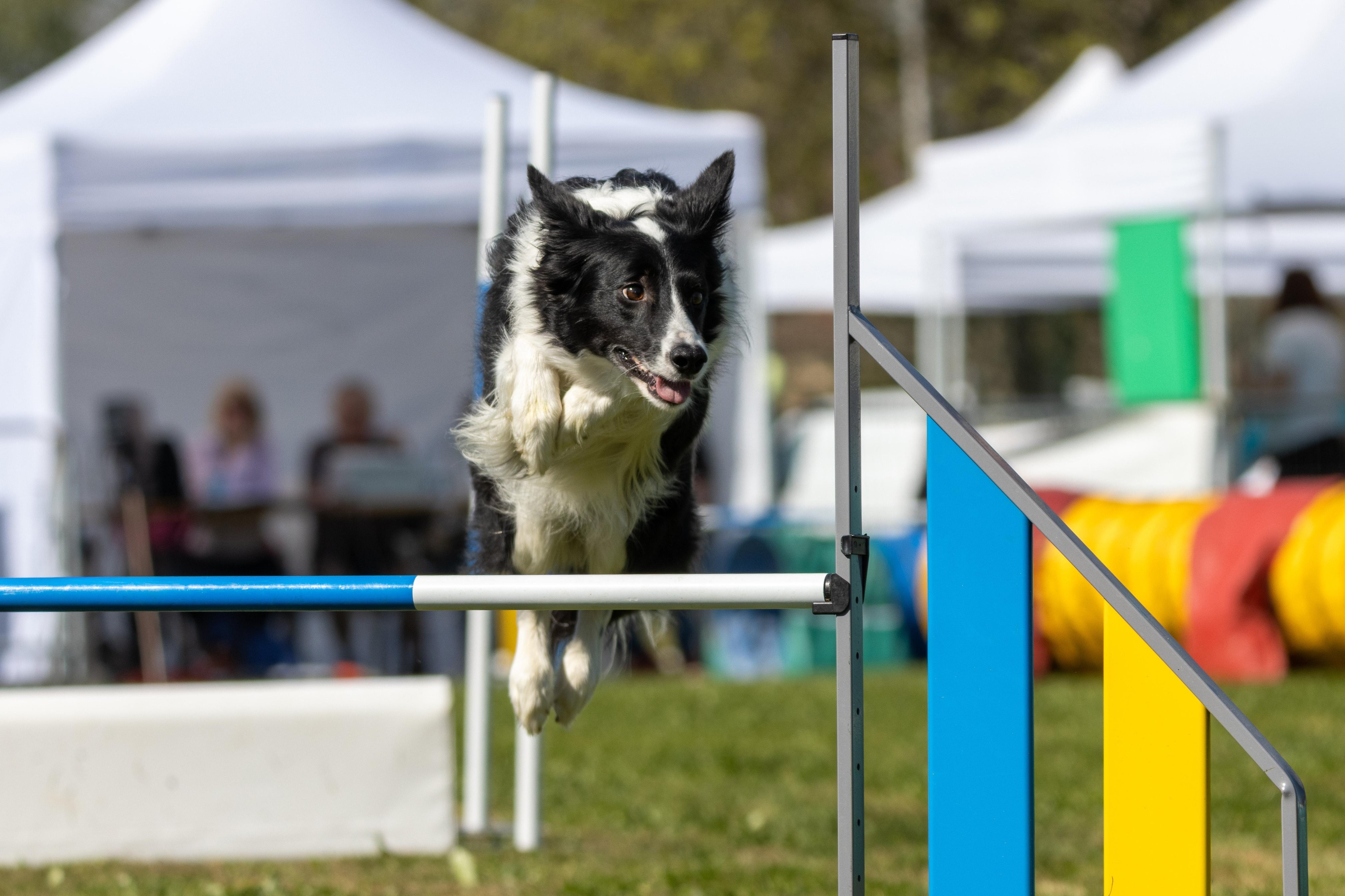 Agility grade 3 bis 0299