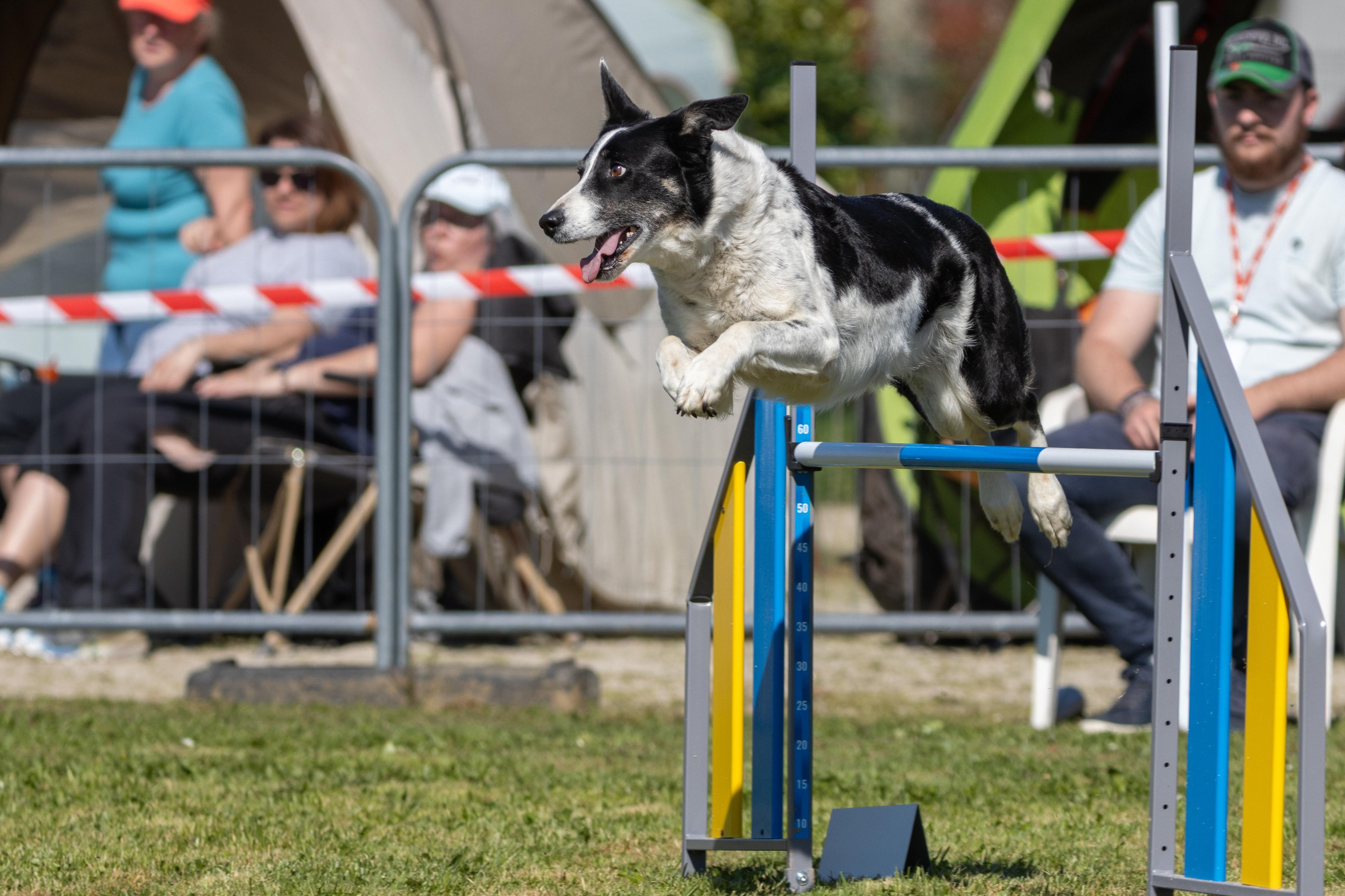 Agility grade 3 bis 0300