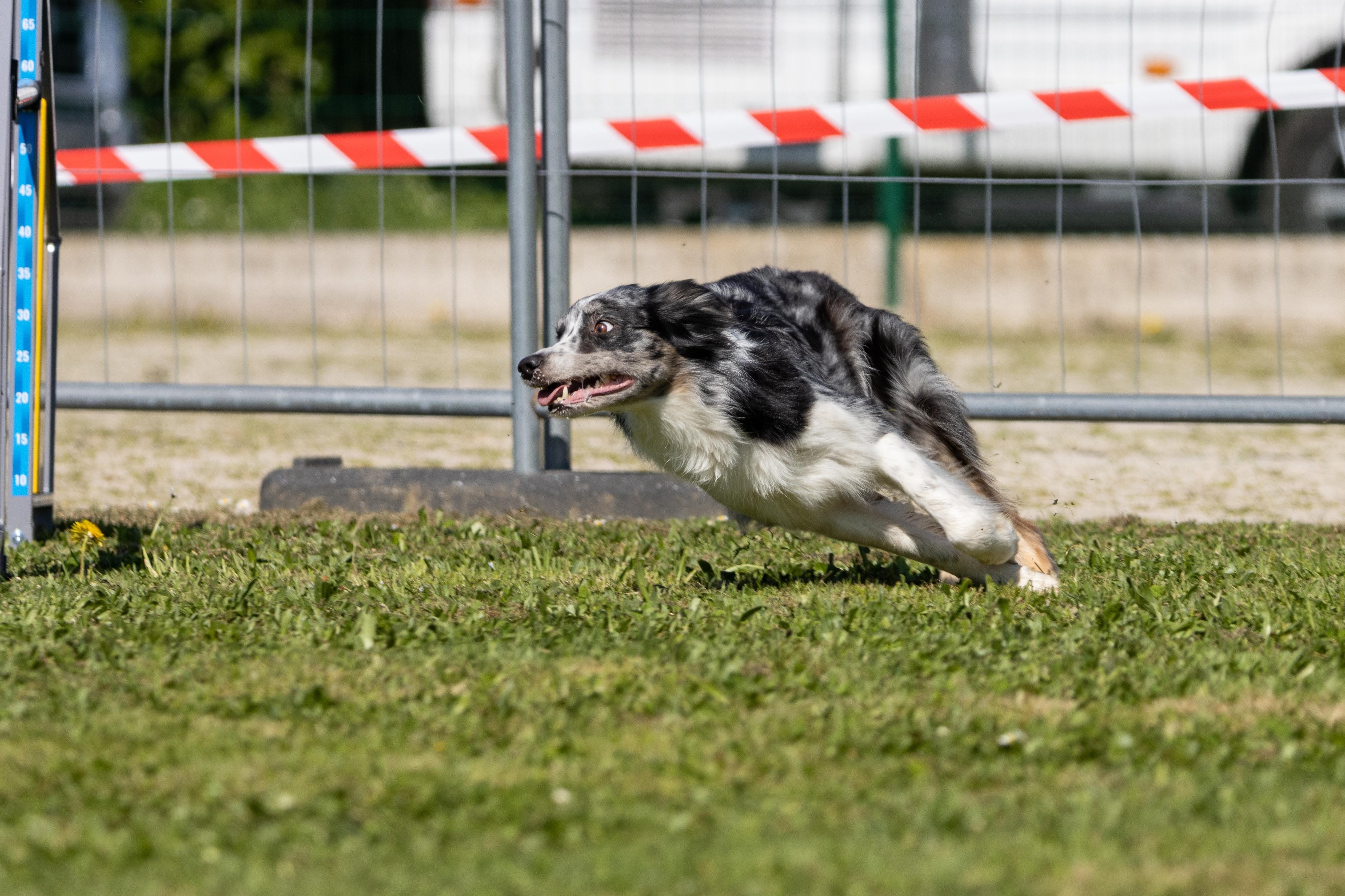 Agility grade 3 bis 0302