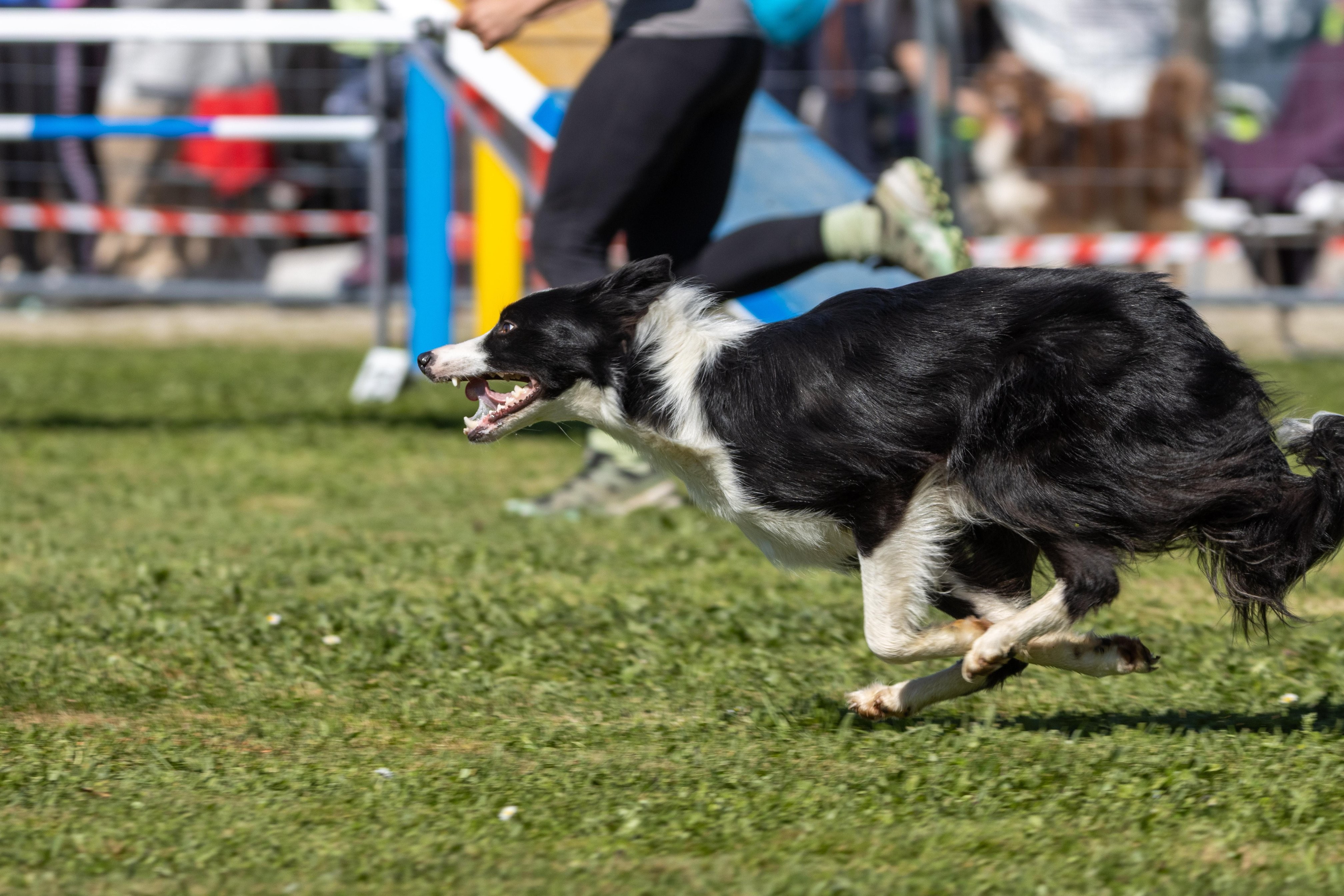 Agility grade 3 bis 0306