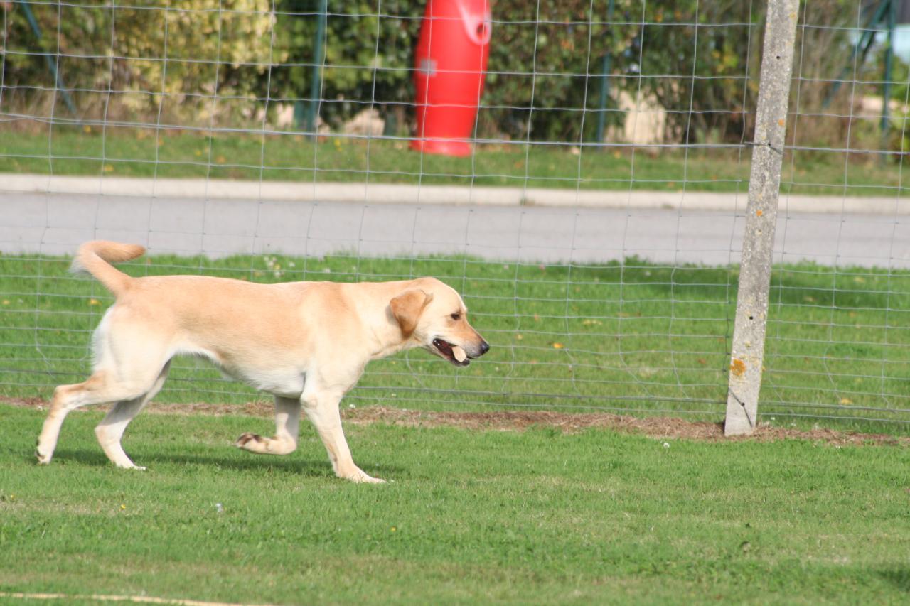 Classe II (27)