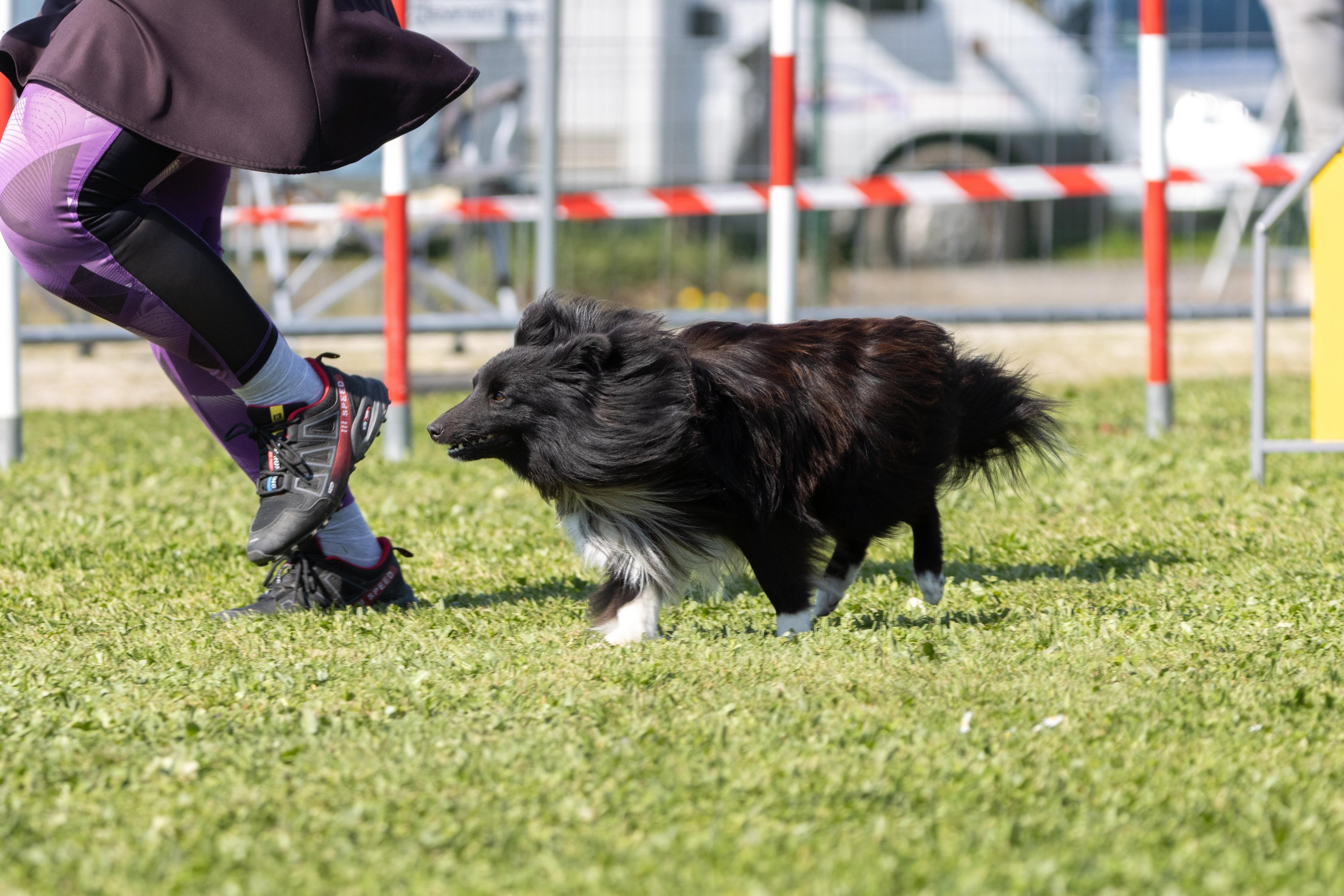Jumping 2 etoile 0382