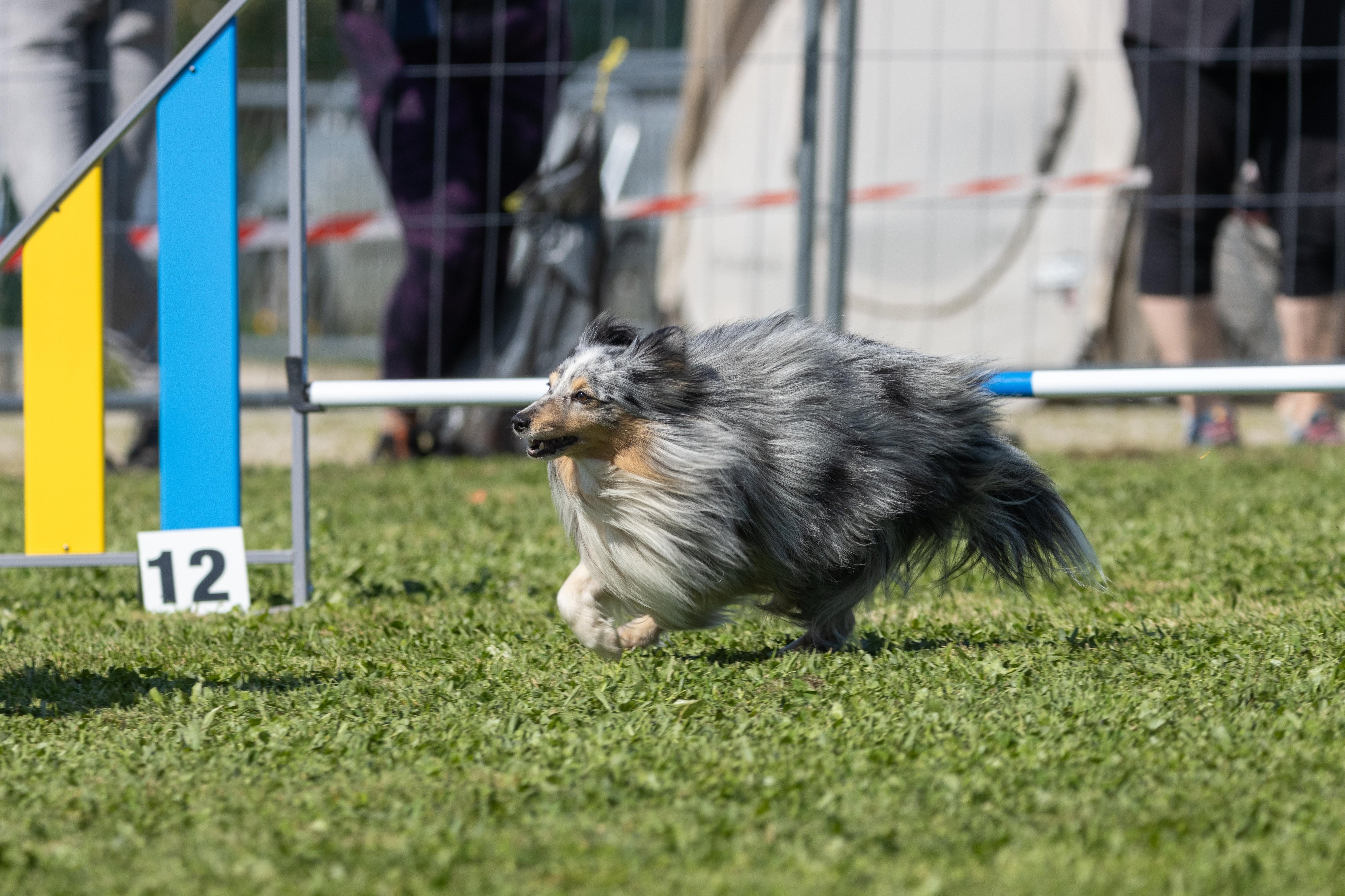 Jumping 2 etoile 0383