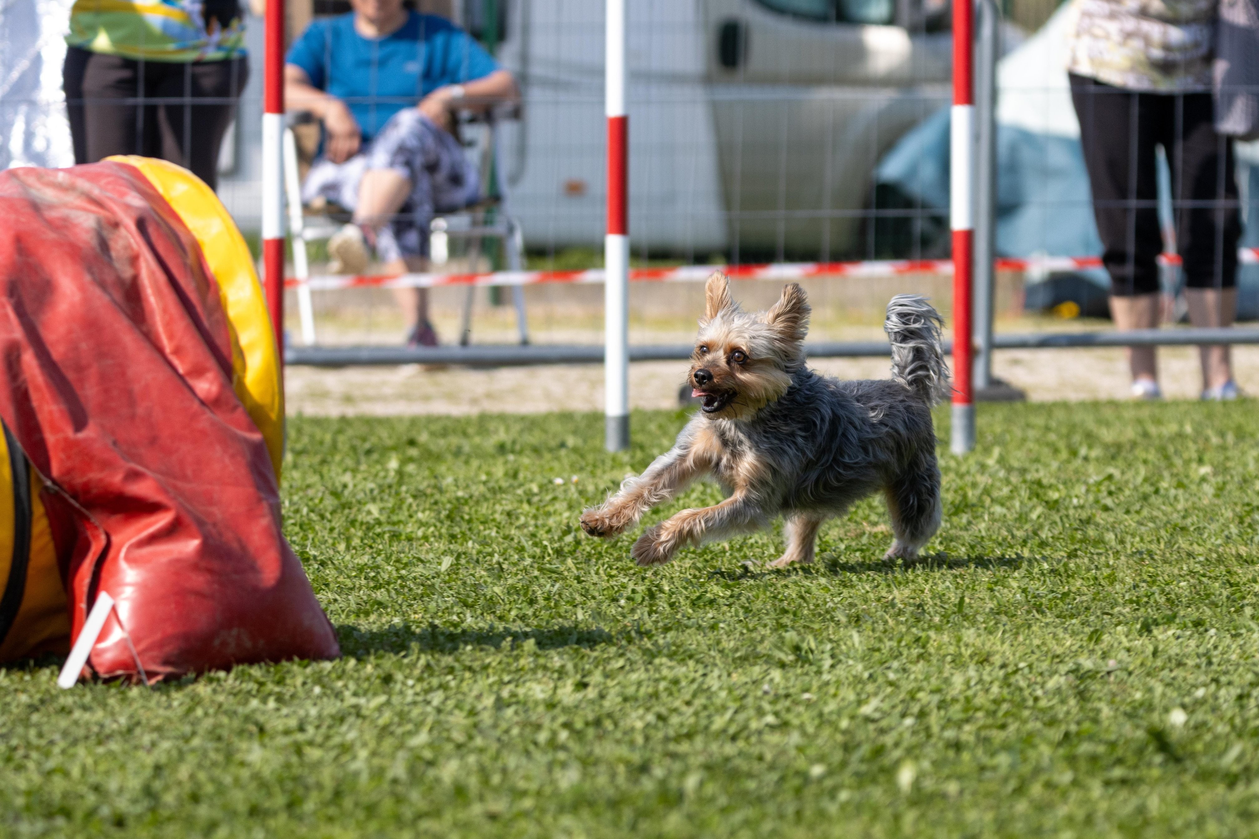 Jumping 2 etoile 0386