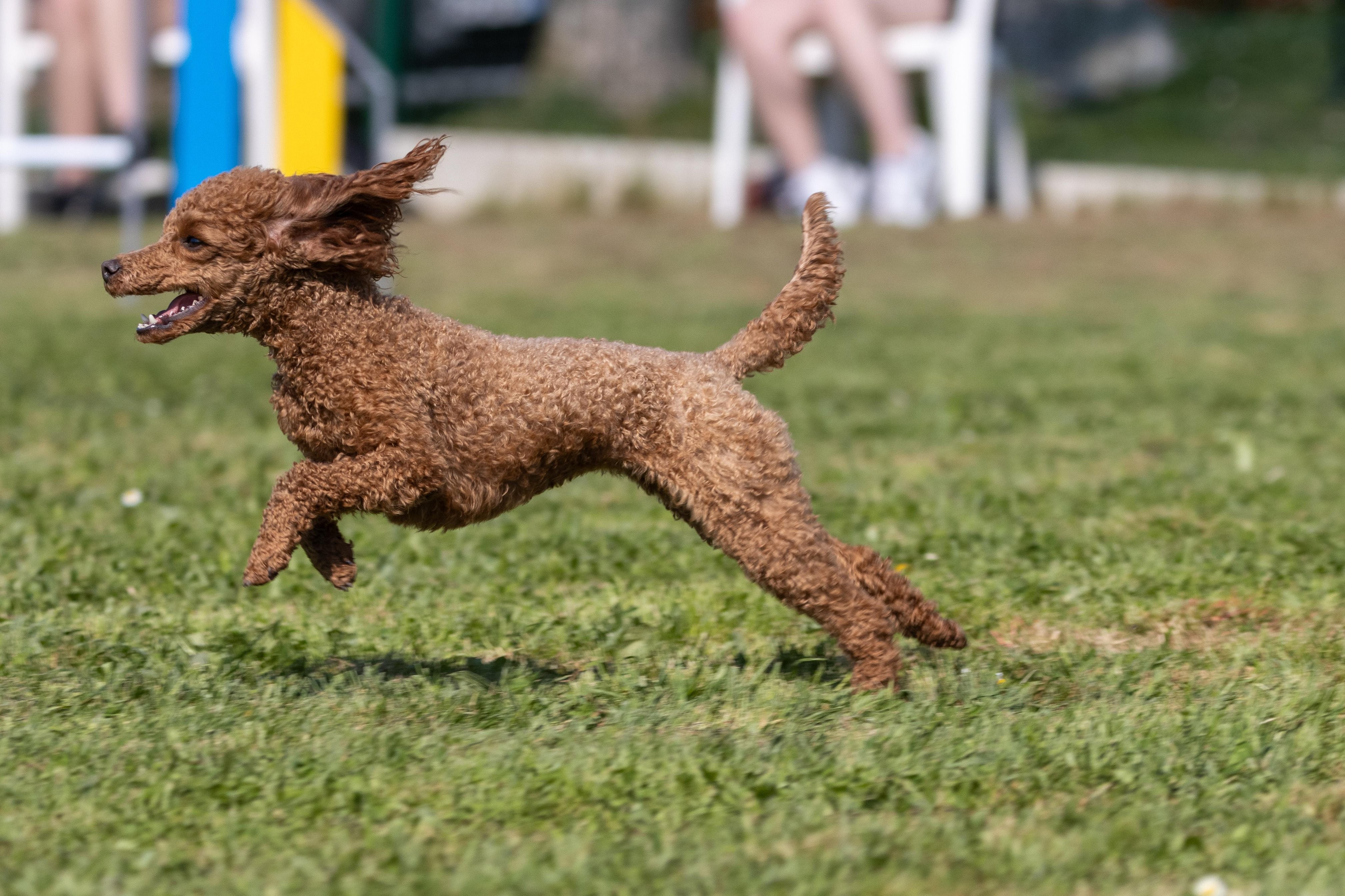 Jumping 2 etoile 0387