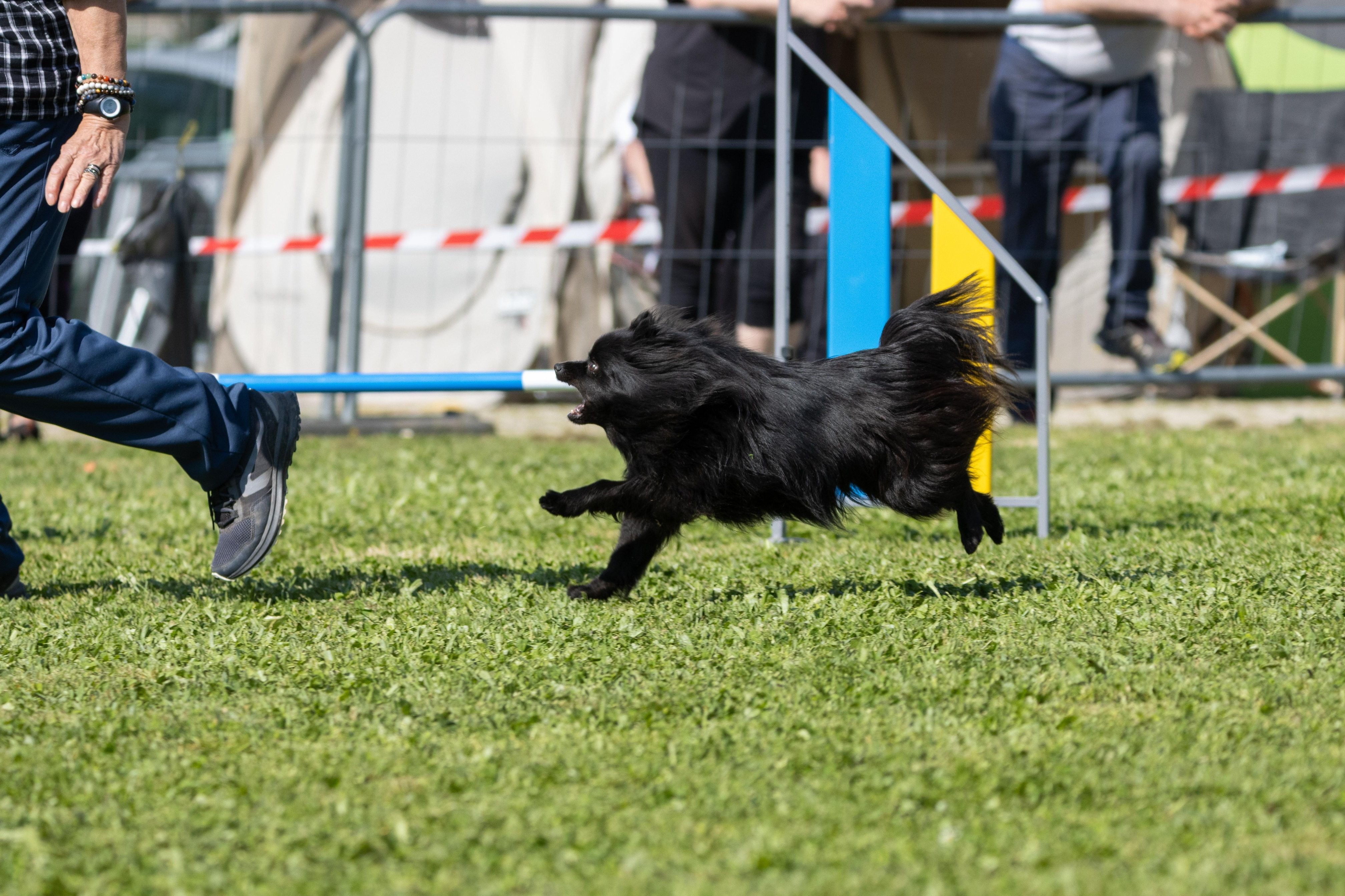 Jumping 2 etoile 0389