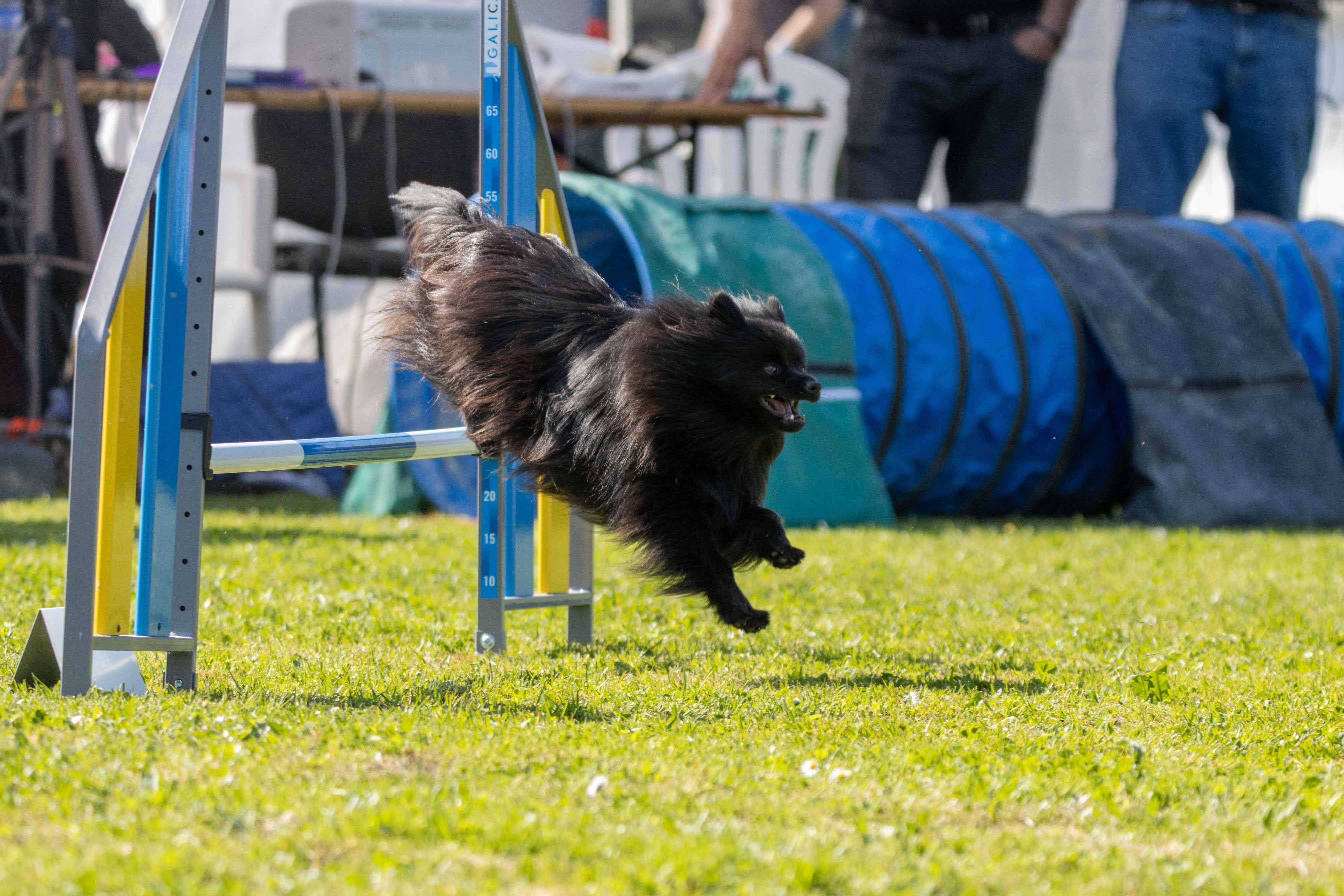 Jumping 2 etoile 0390